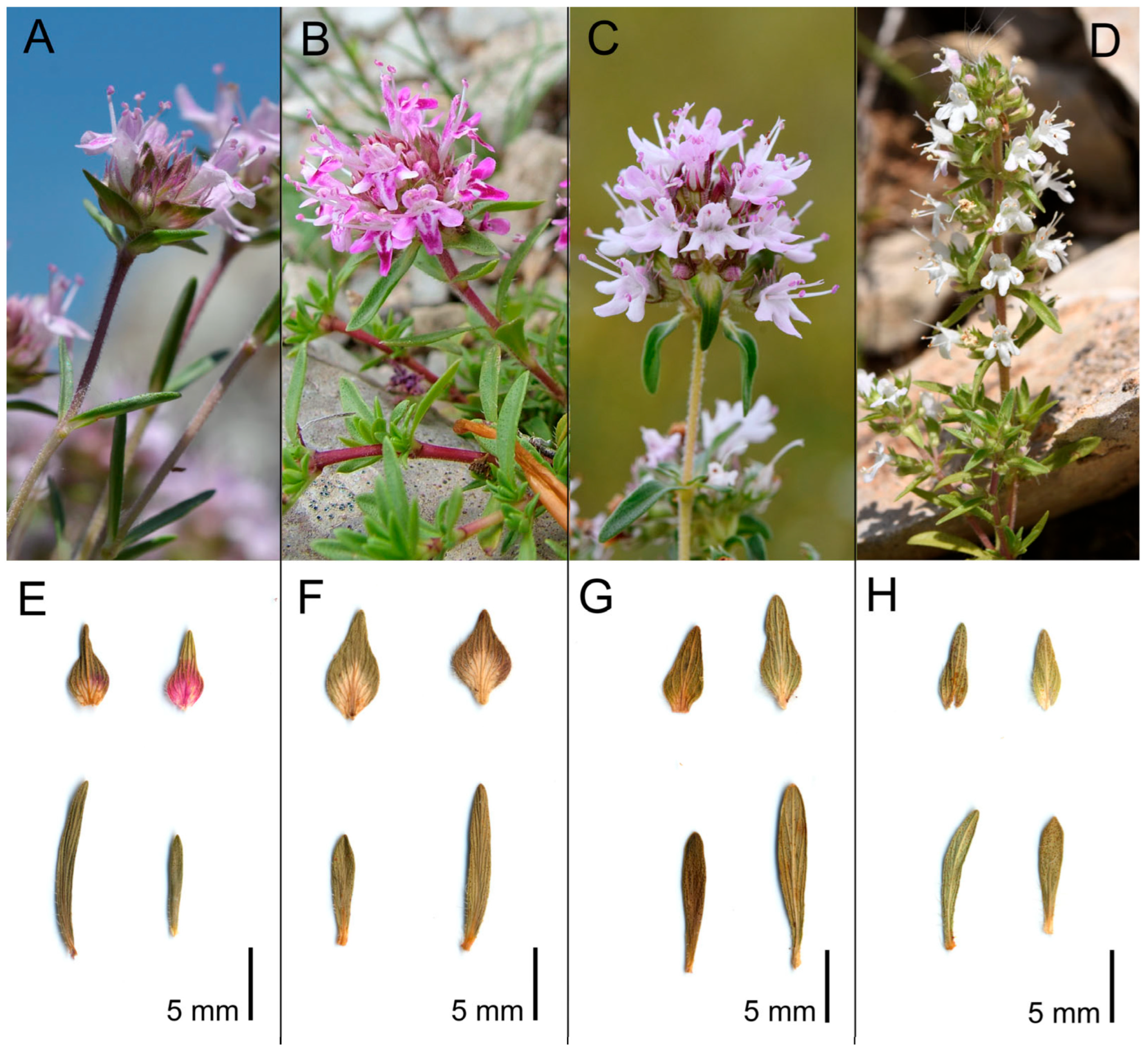 Plants 14 03584 g005 Plants 14 03584 g005