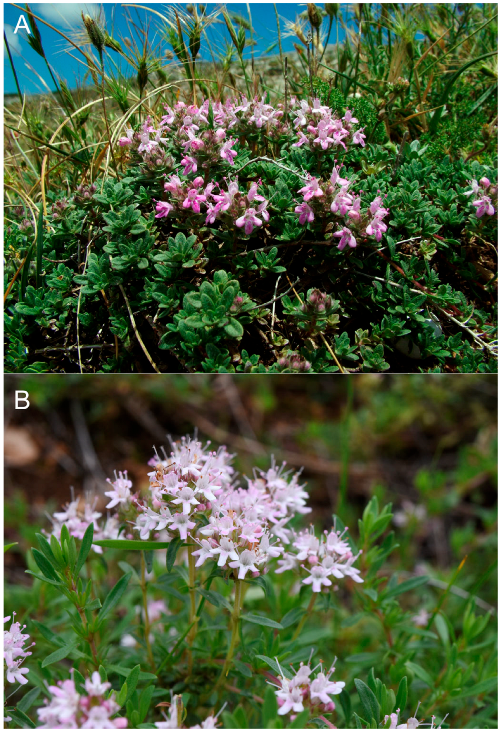 Plants 14 03584 g007 Plants 14 03584 g007