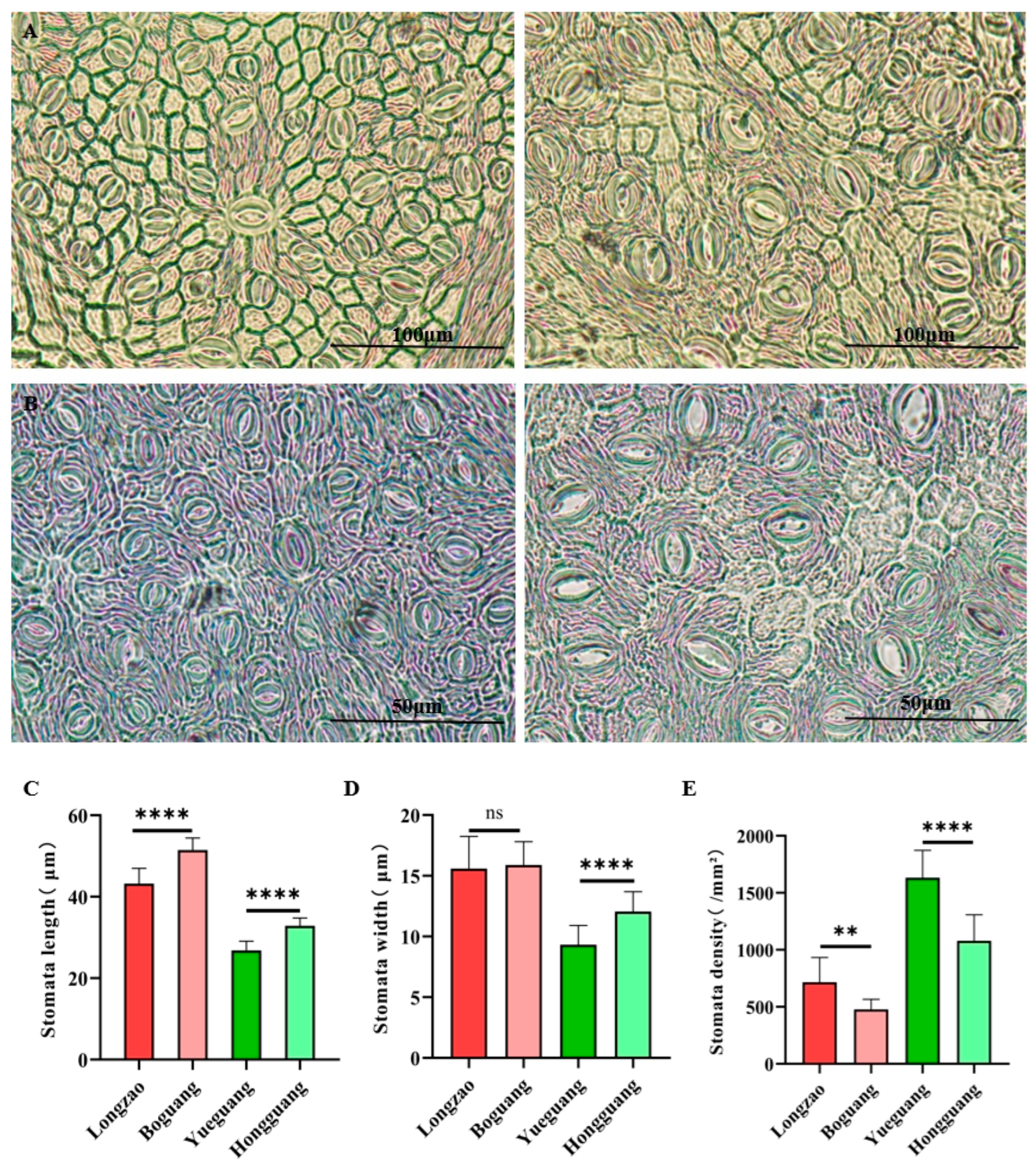 Plants 14 03588 g005