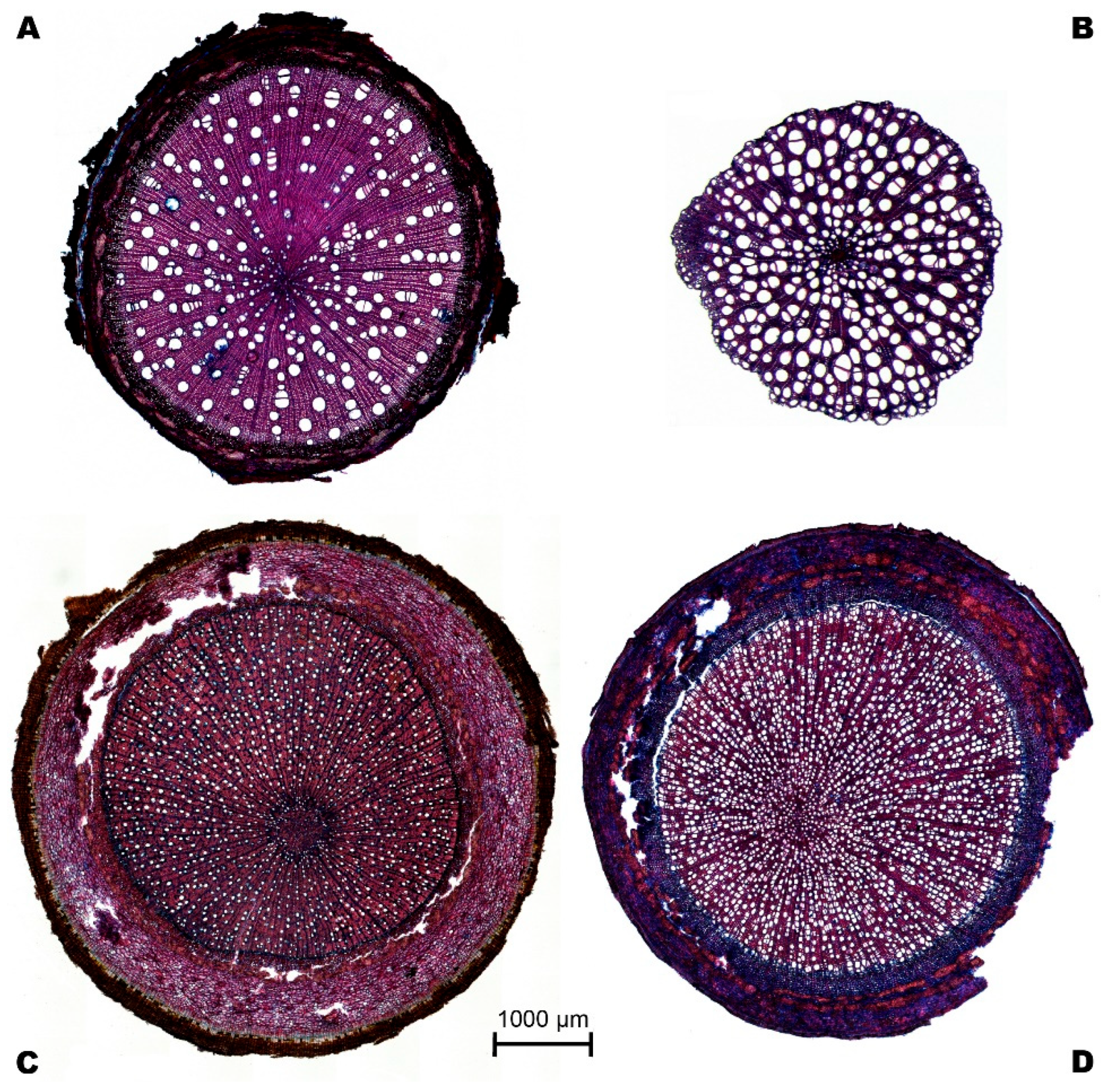 Plants 14 03590 g005