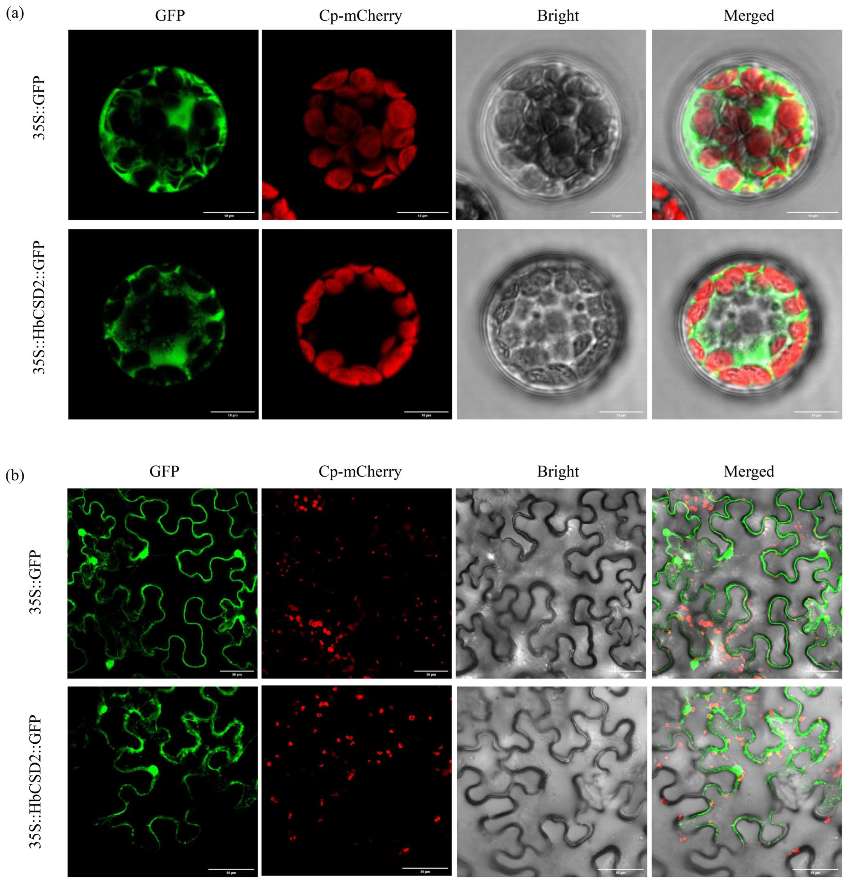 Plants 14 03591 g002 Plants 14 03591 g002