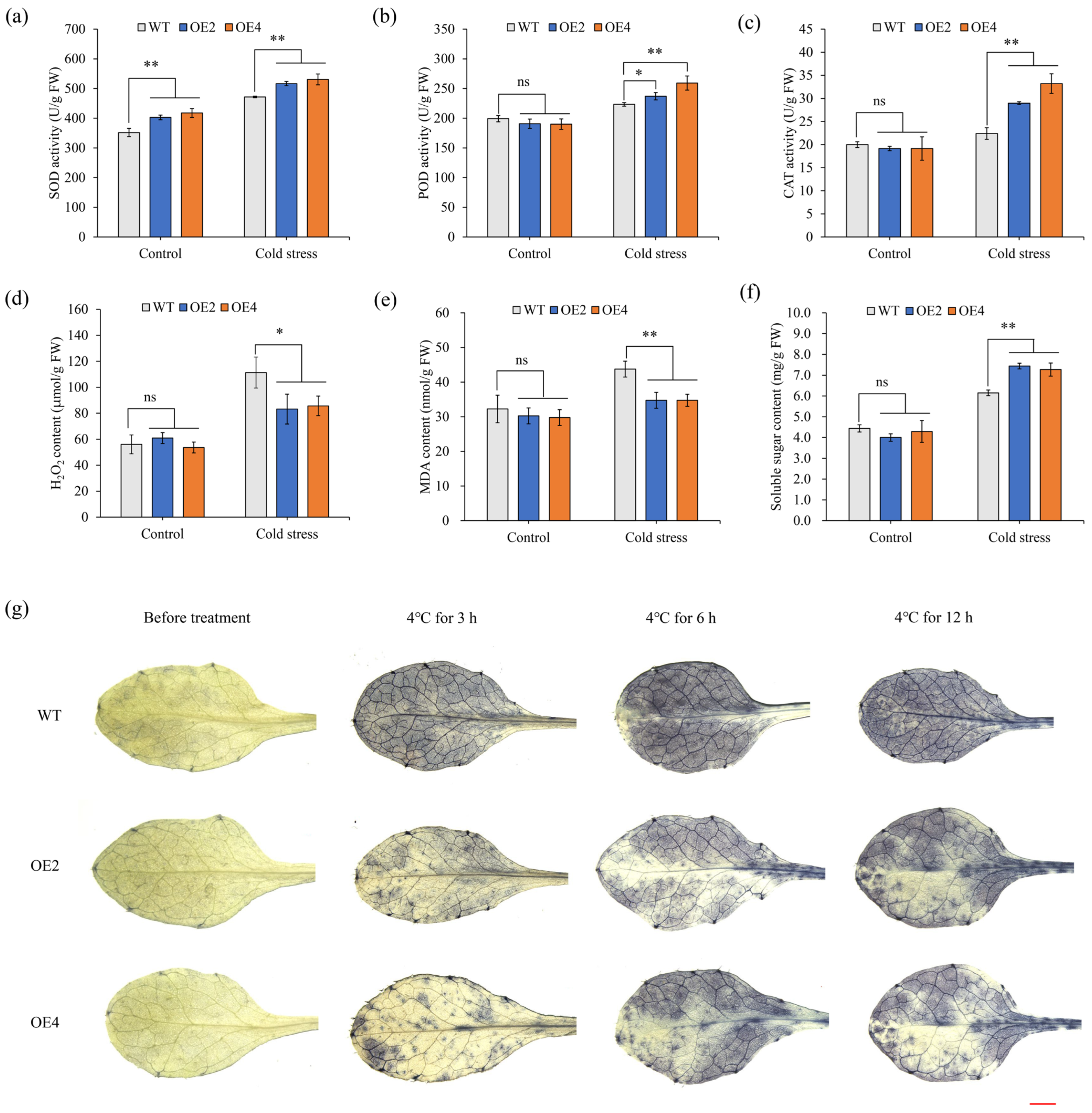 Plants 14 03591 g004 Plants 14 03591 g004