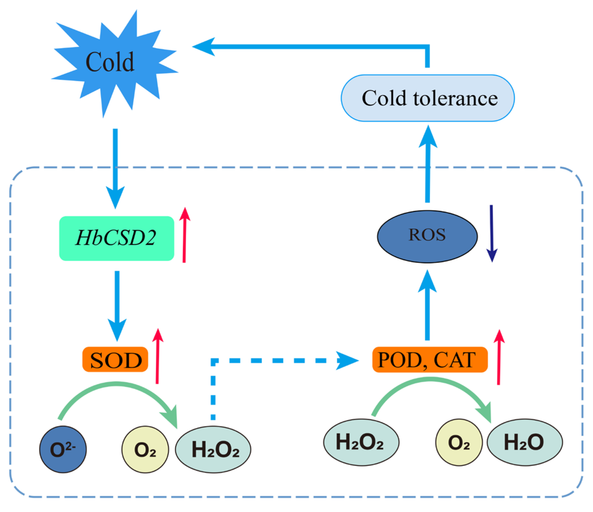 Plants 14 03591 g005 Plants 14 03591 g005