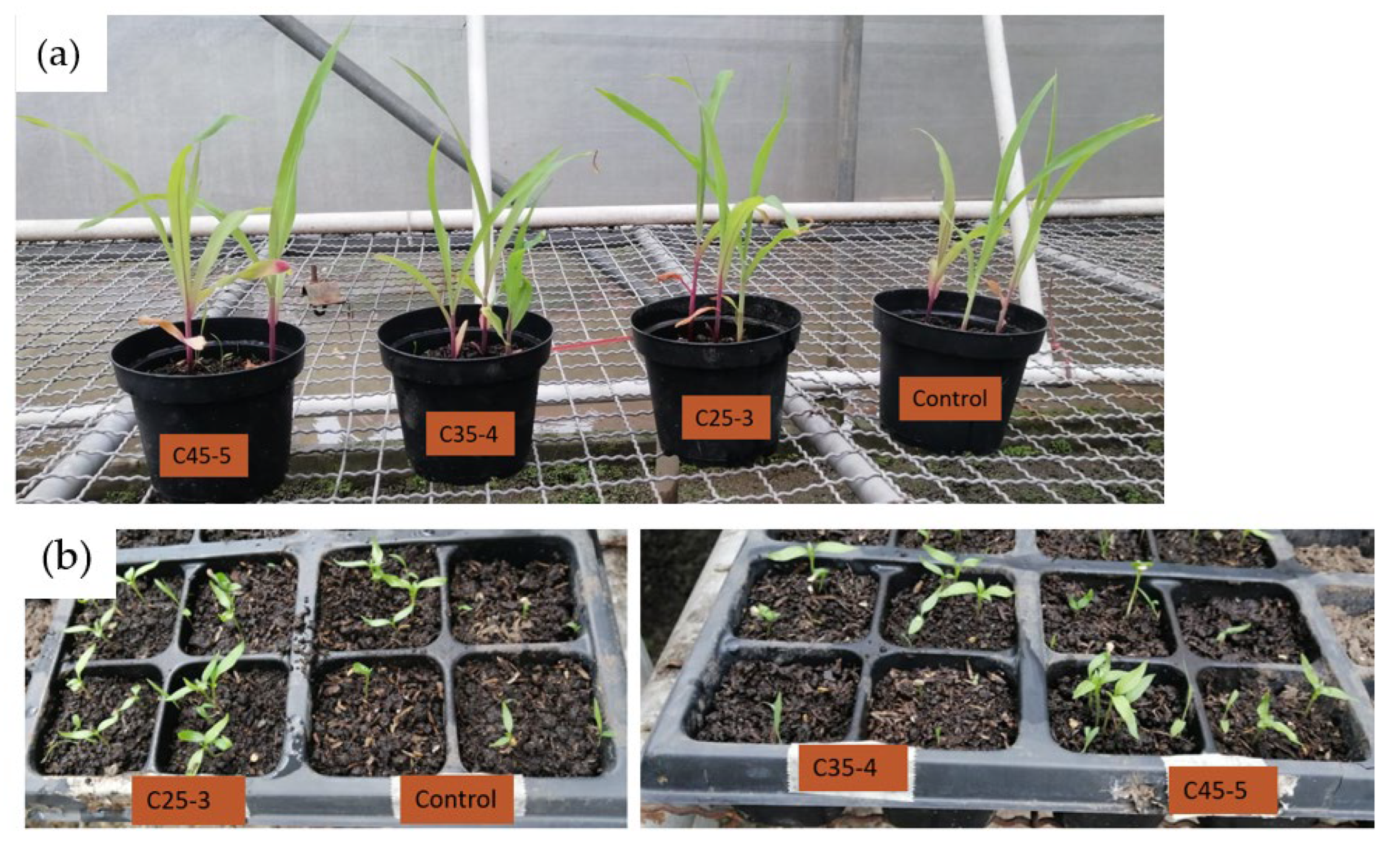 Plants 14 03592 g012