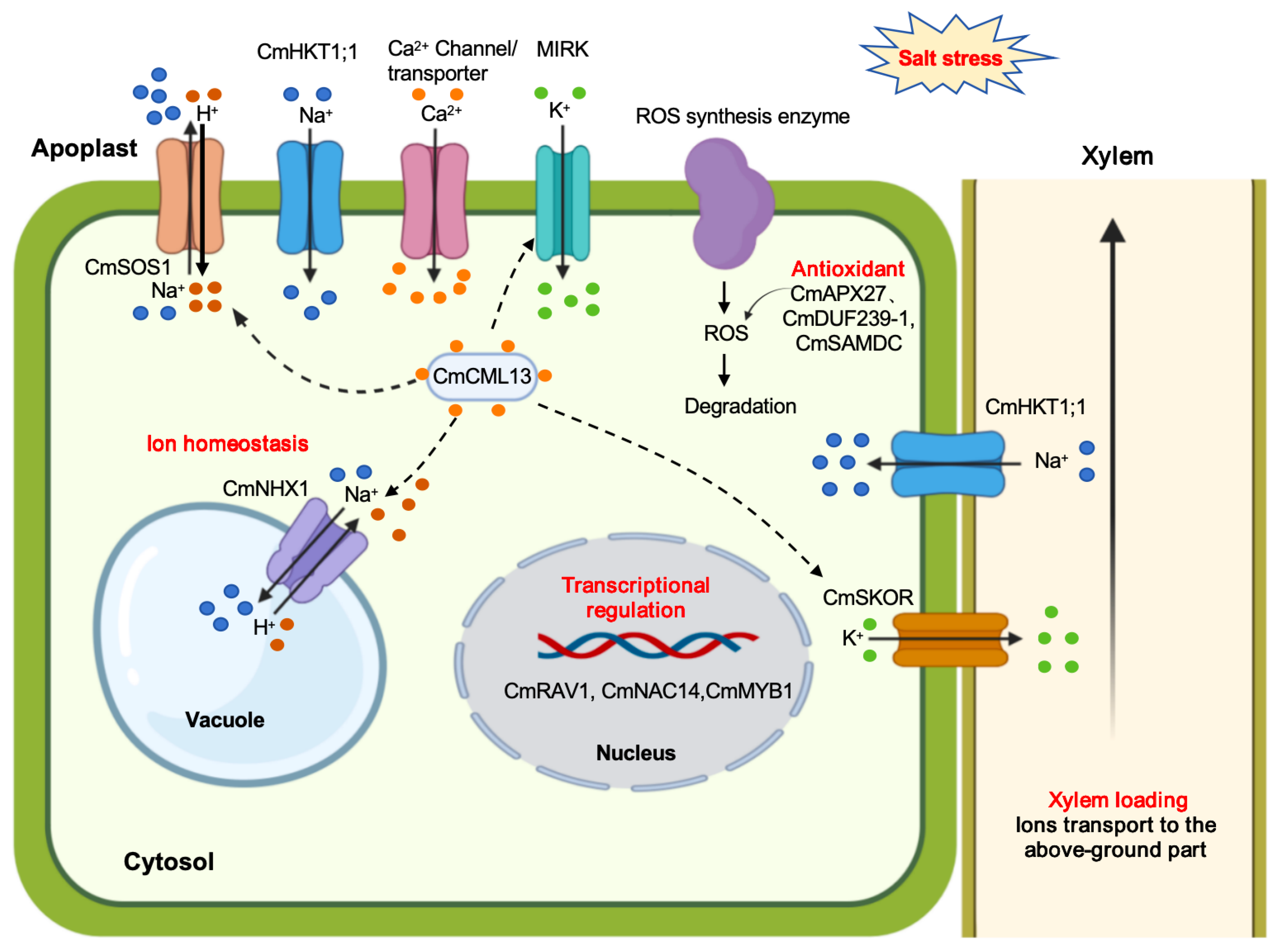 Plants 14 03598 g001