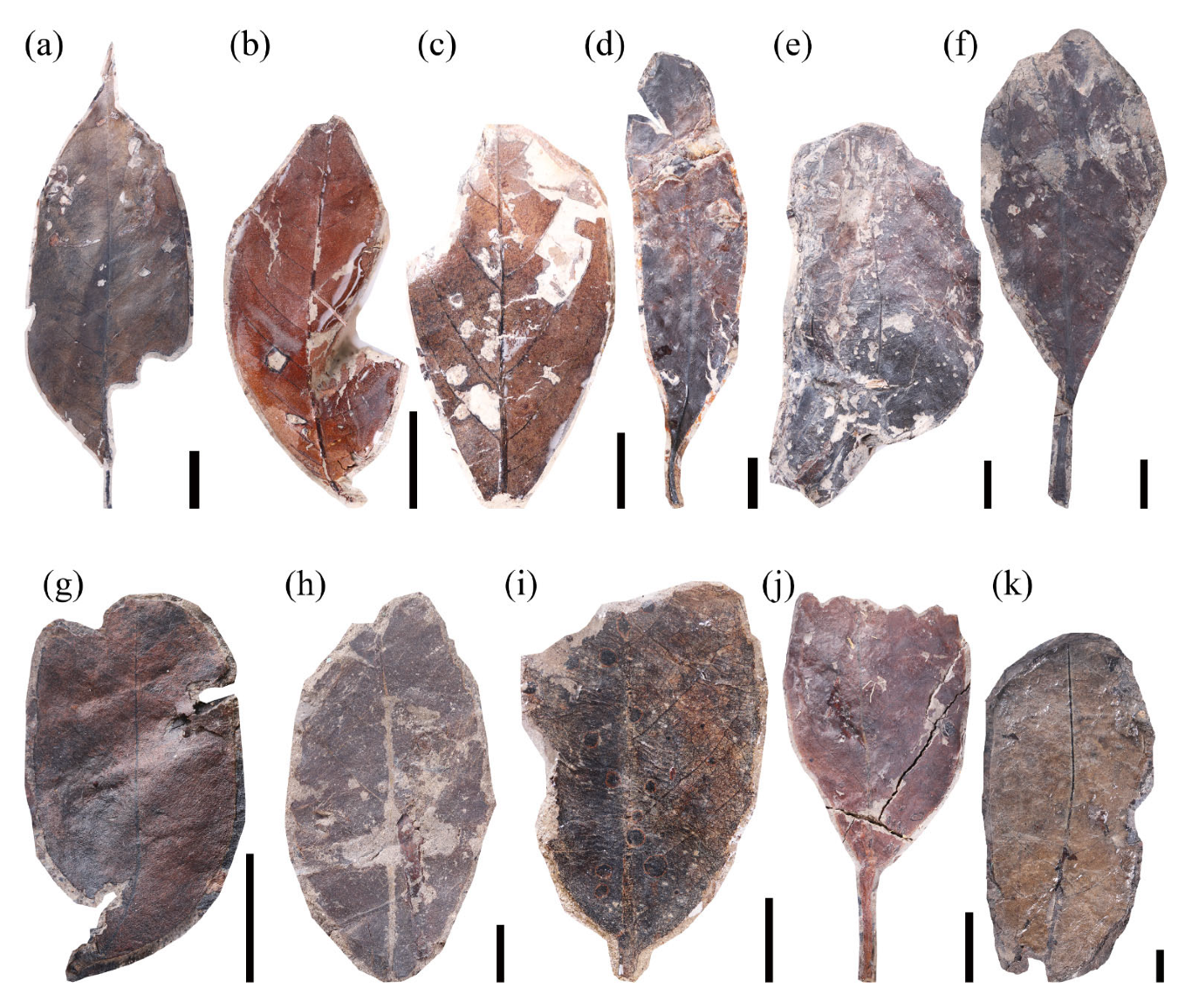 Plants 14 03599 g003 Plants 14 03599 g003