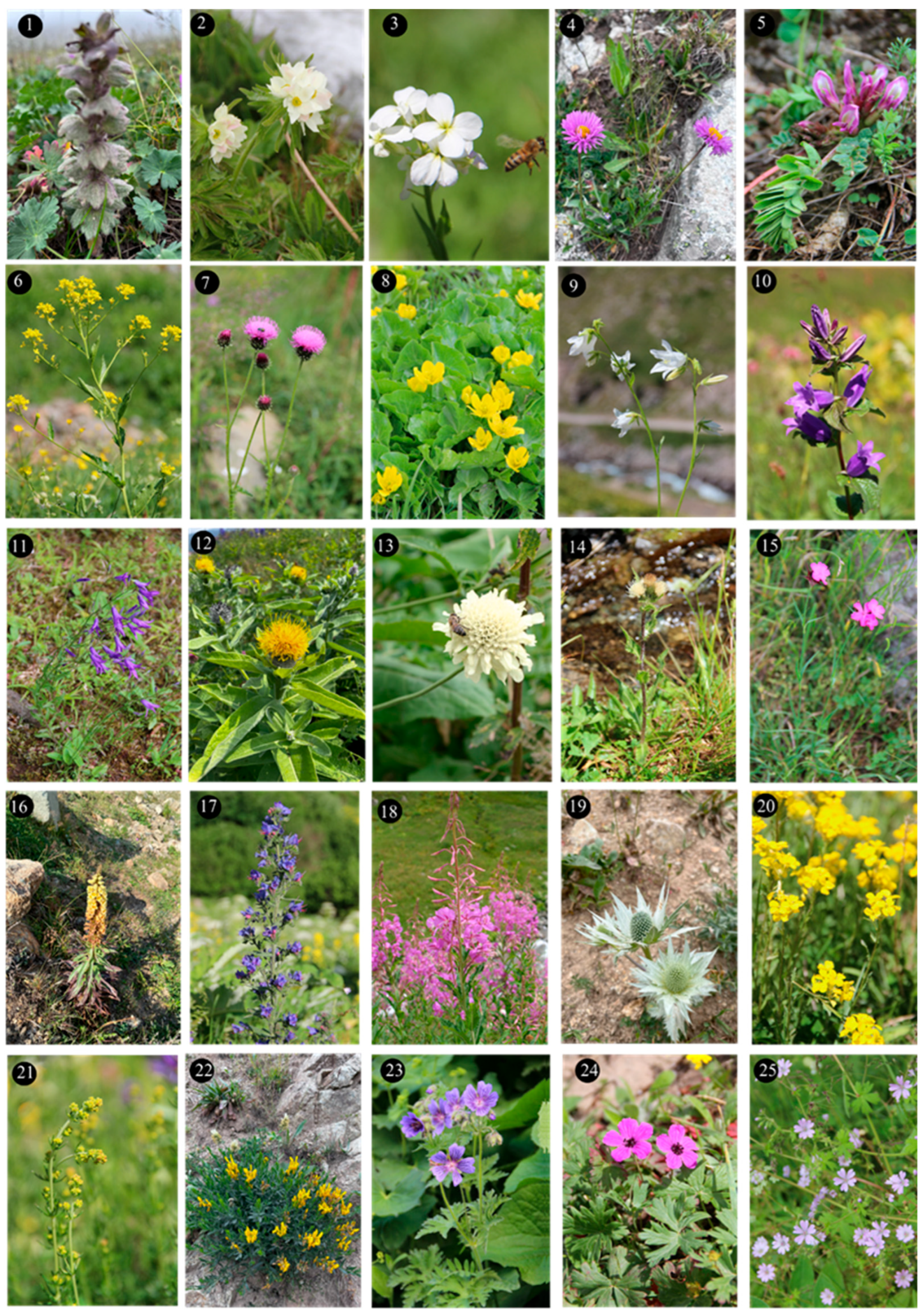 Plants 14 03600 g002 Plants 14 03600 g002