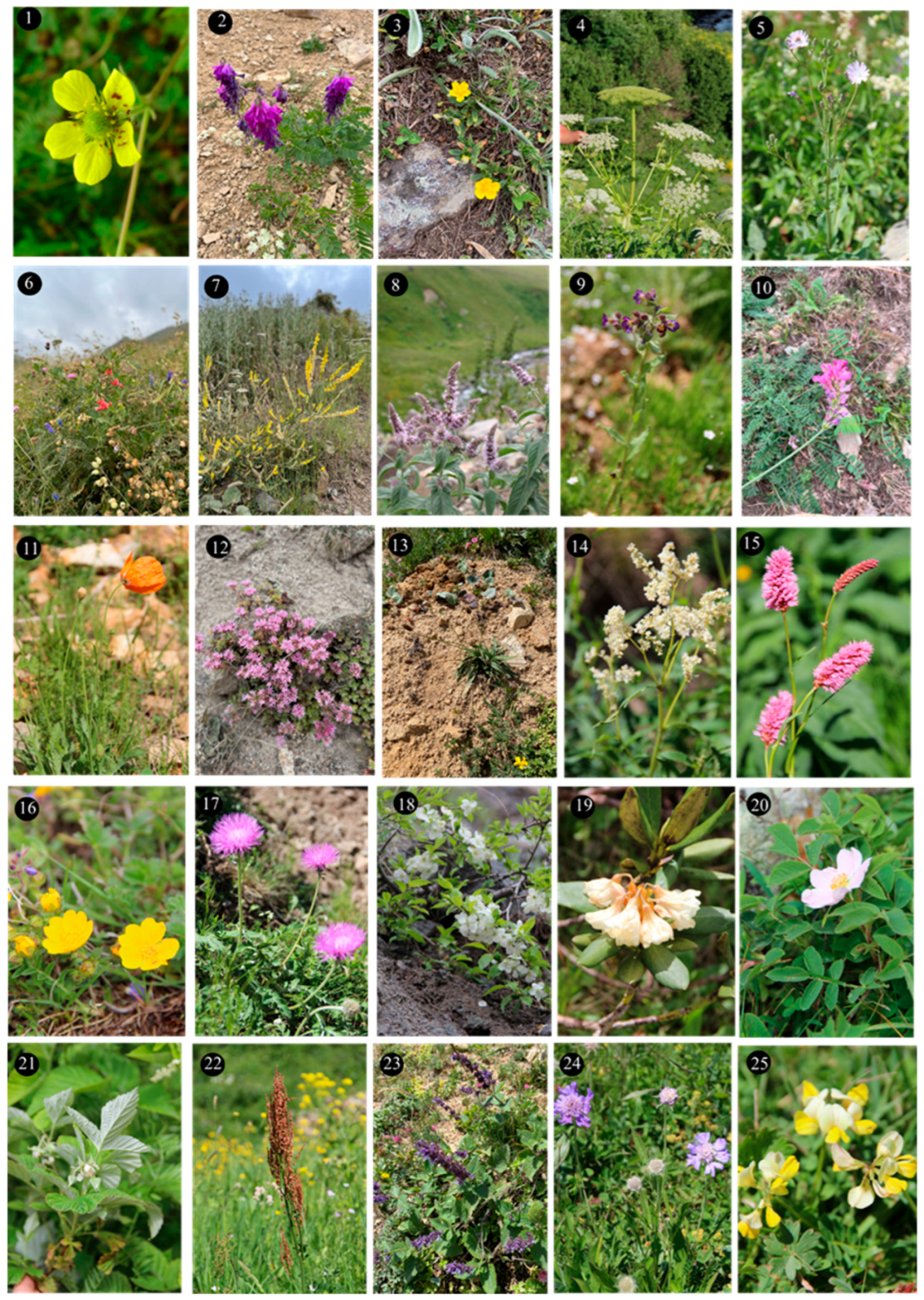 Plants 14 03600 g003 Plants 14 03600 g003