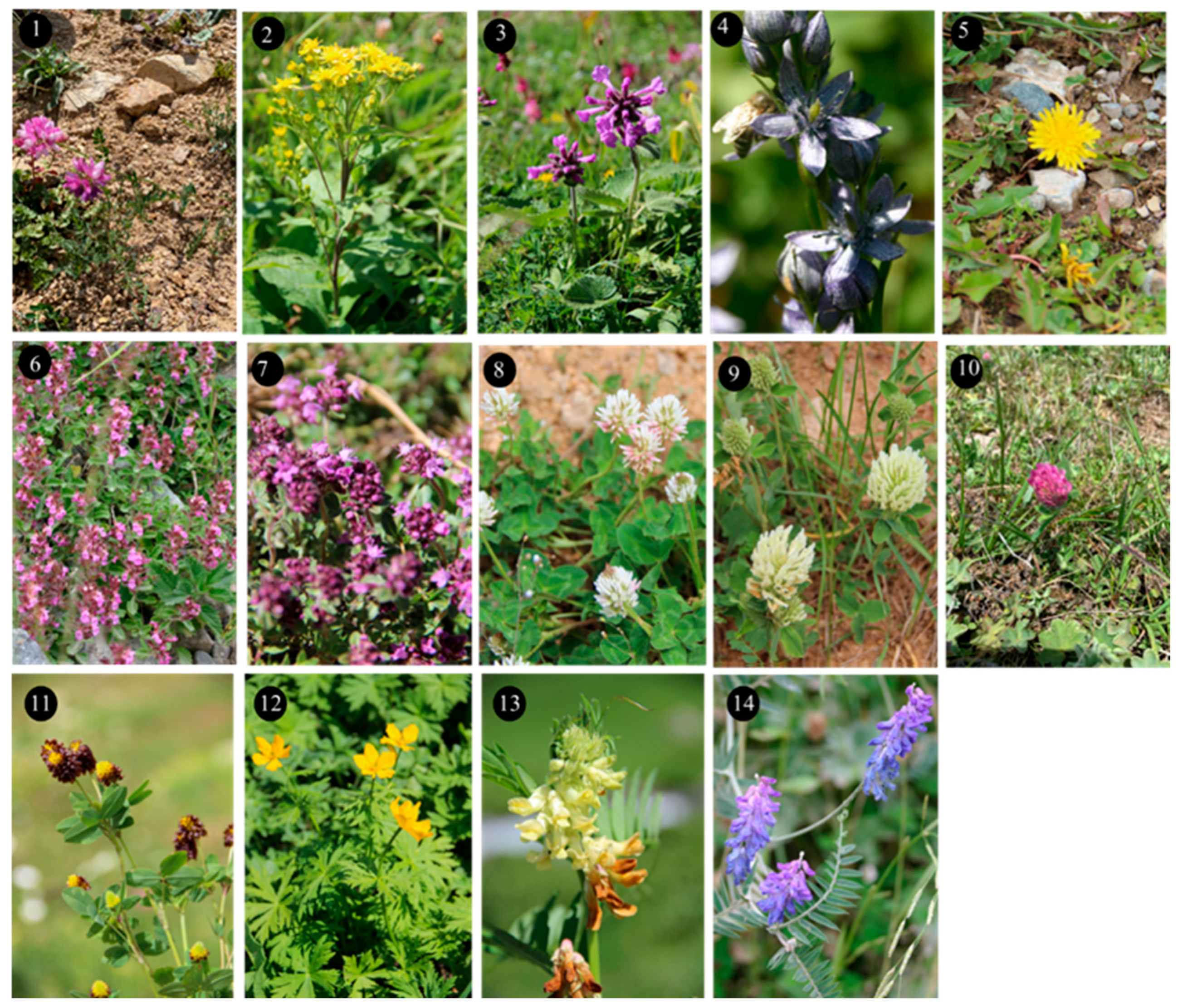 Plants 14 03600 g004 Plants 14 03600 g004