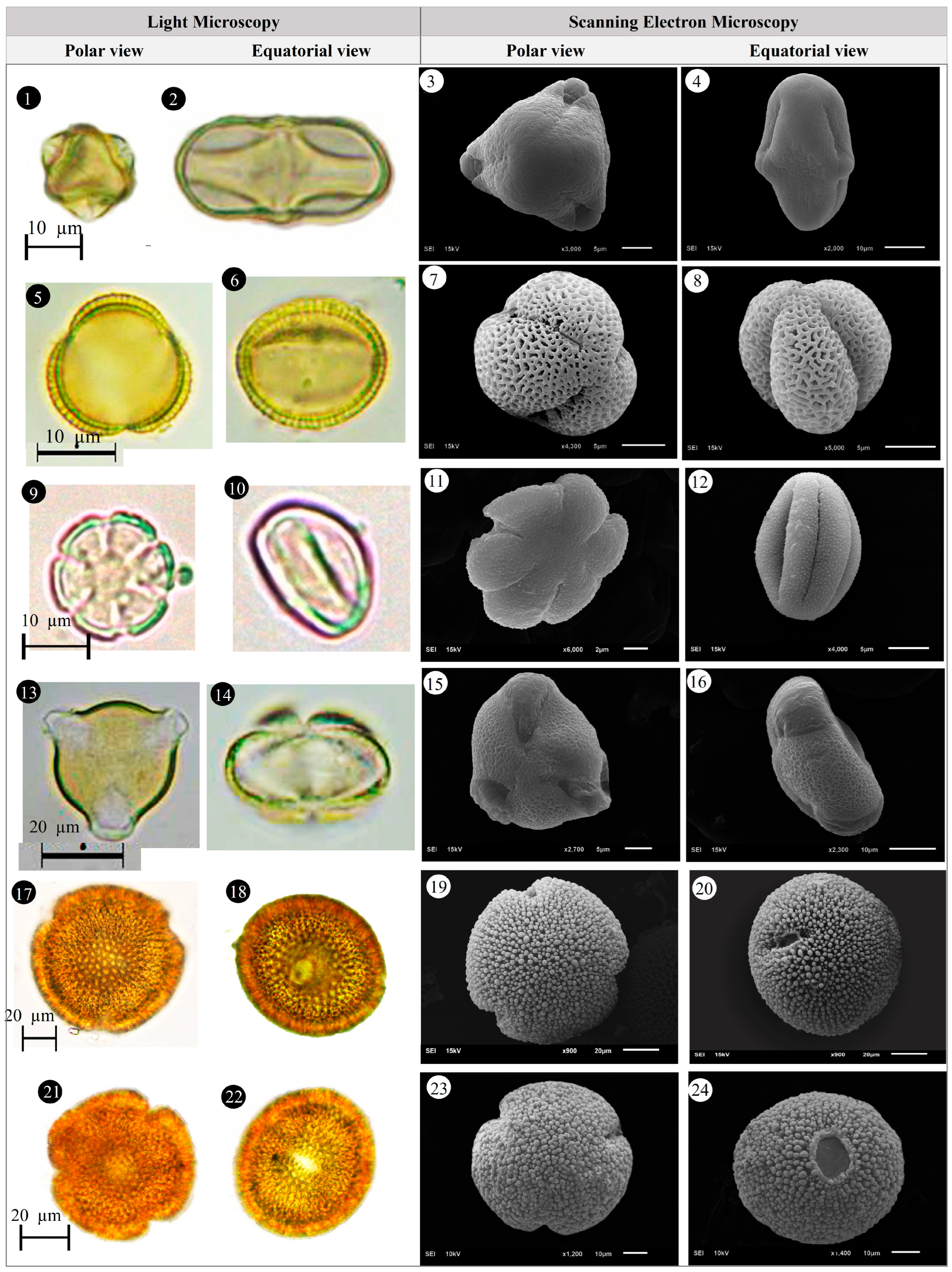 Plants 14 03600 g008 Plants 14 03600 g008