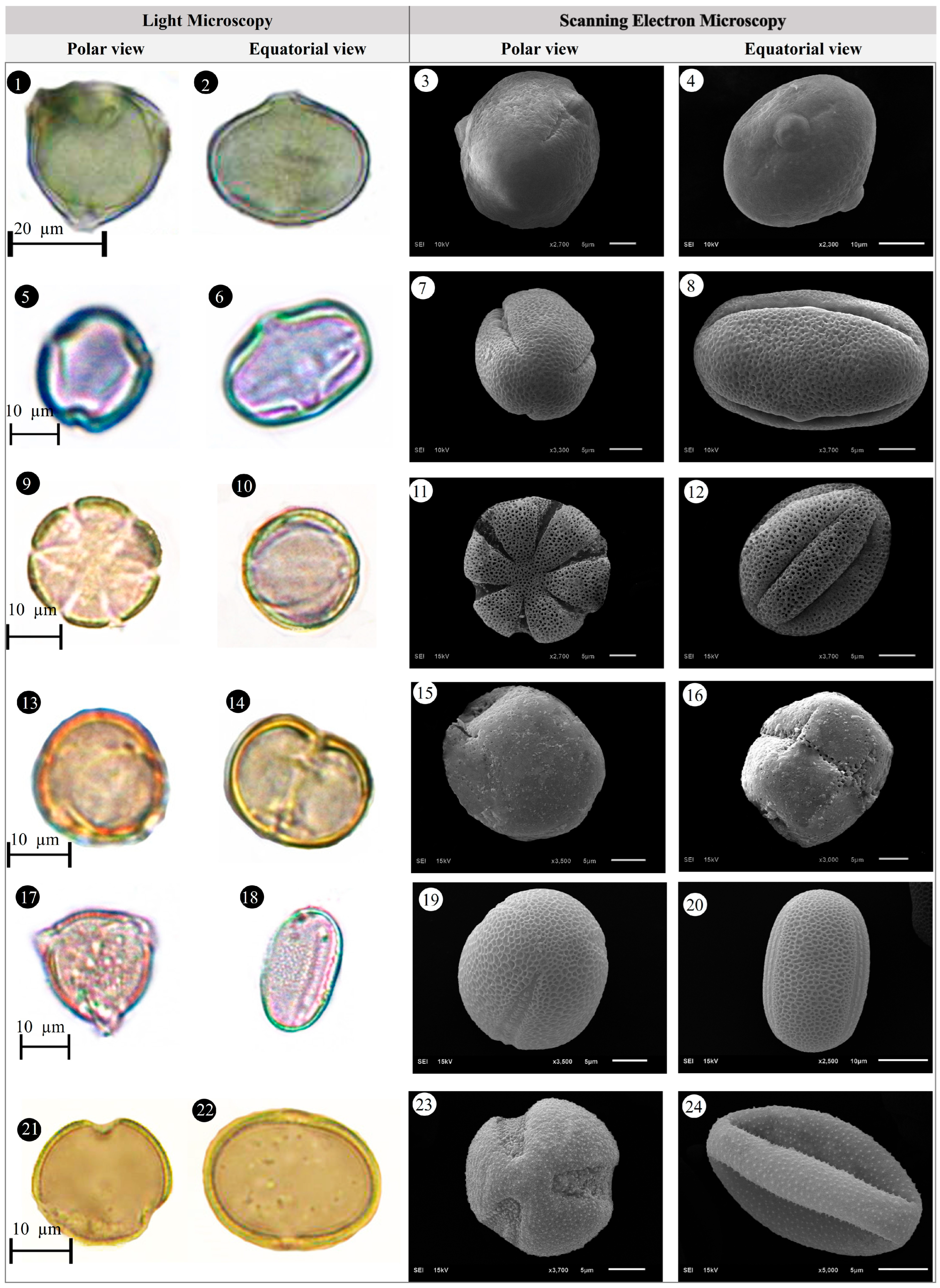 Plants 14 03600 g010 Plants 14 03600 g010