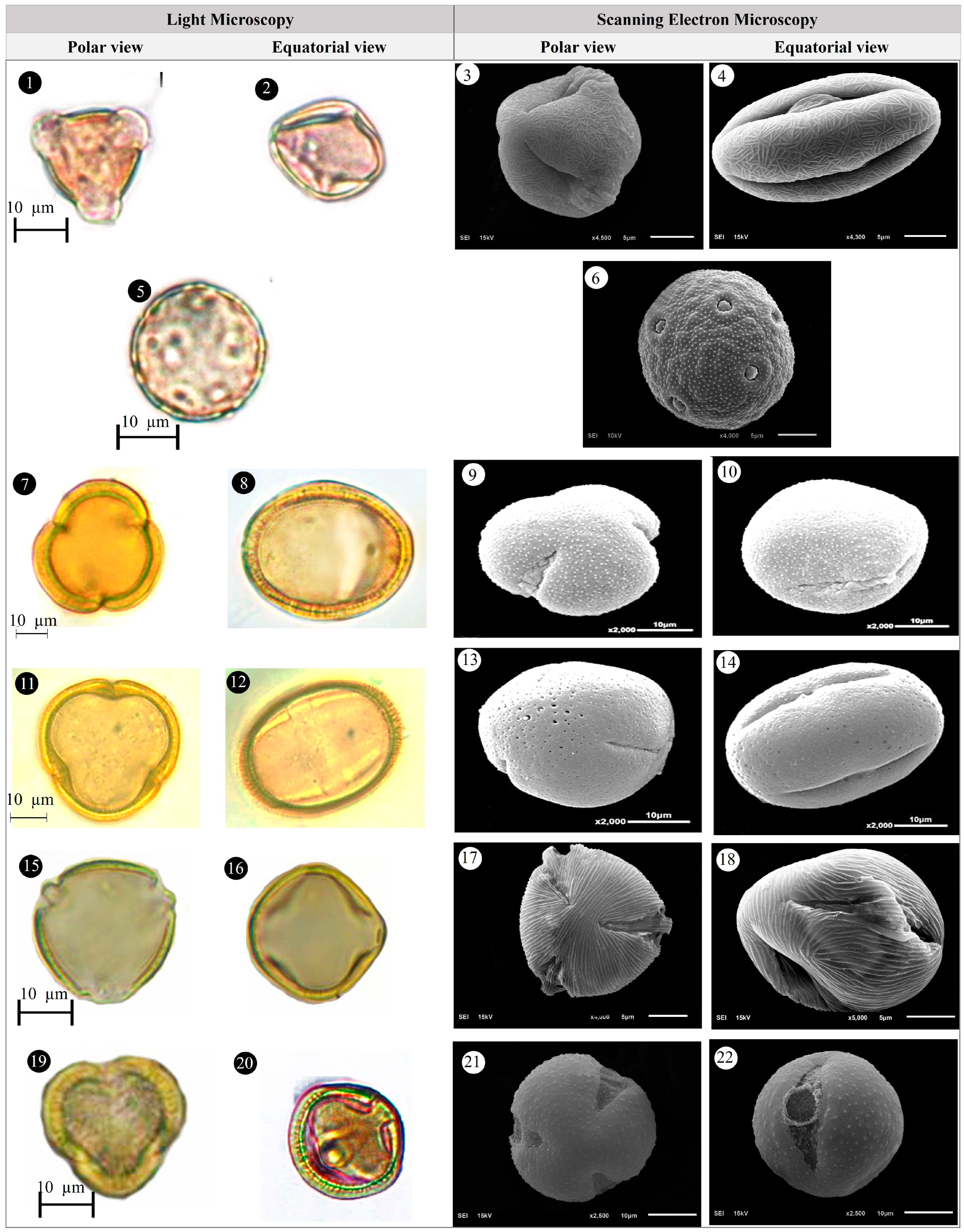 Plants 14 03600 g011 Plants 14 03600 g011