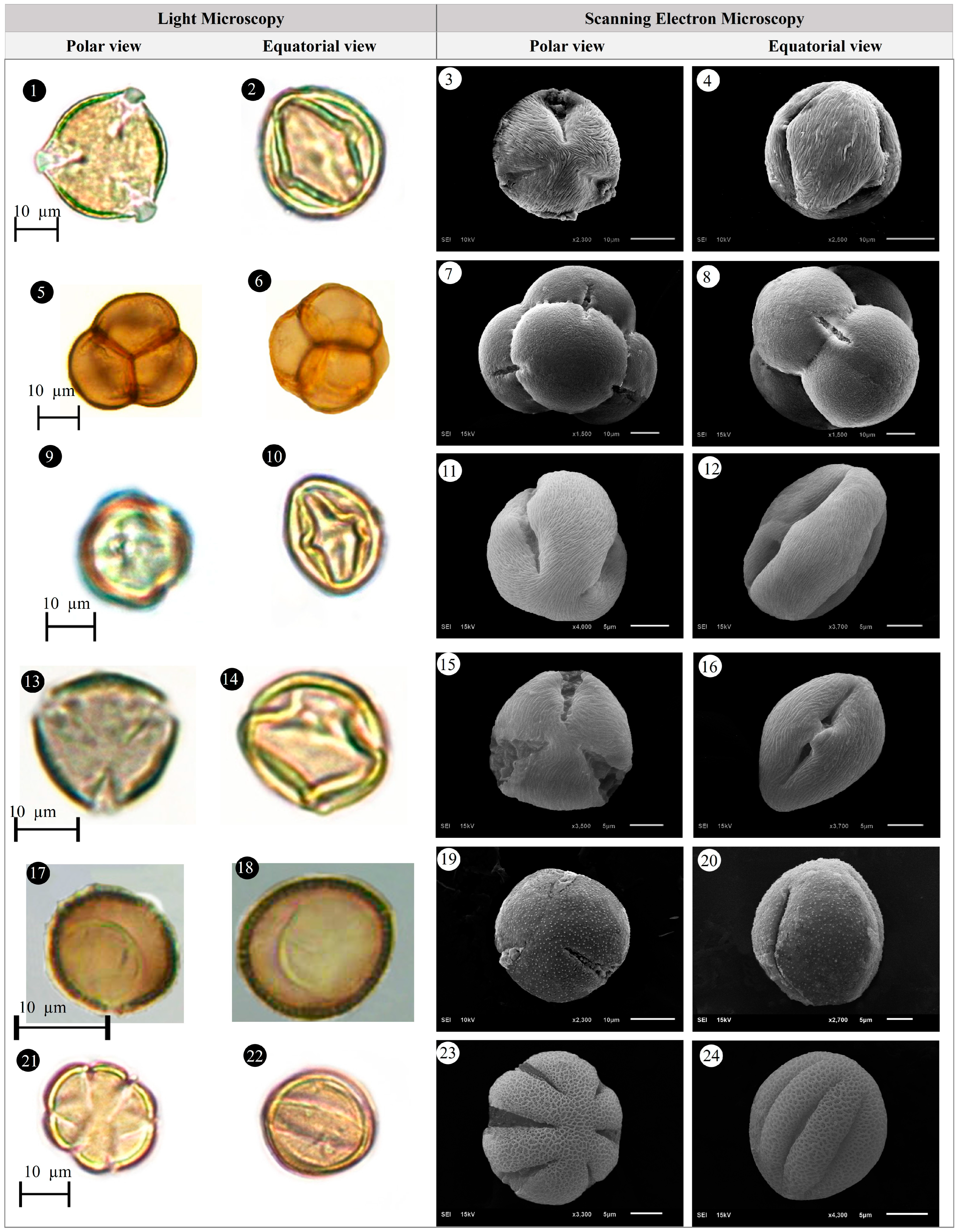 Plants 14 03600 g012 Plants 14 03600 g012