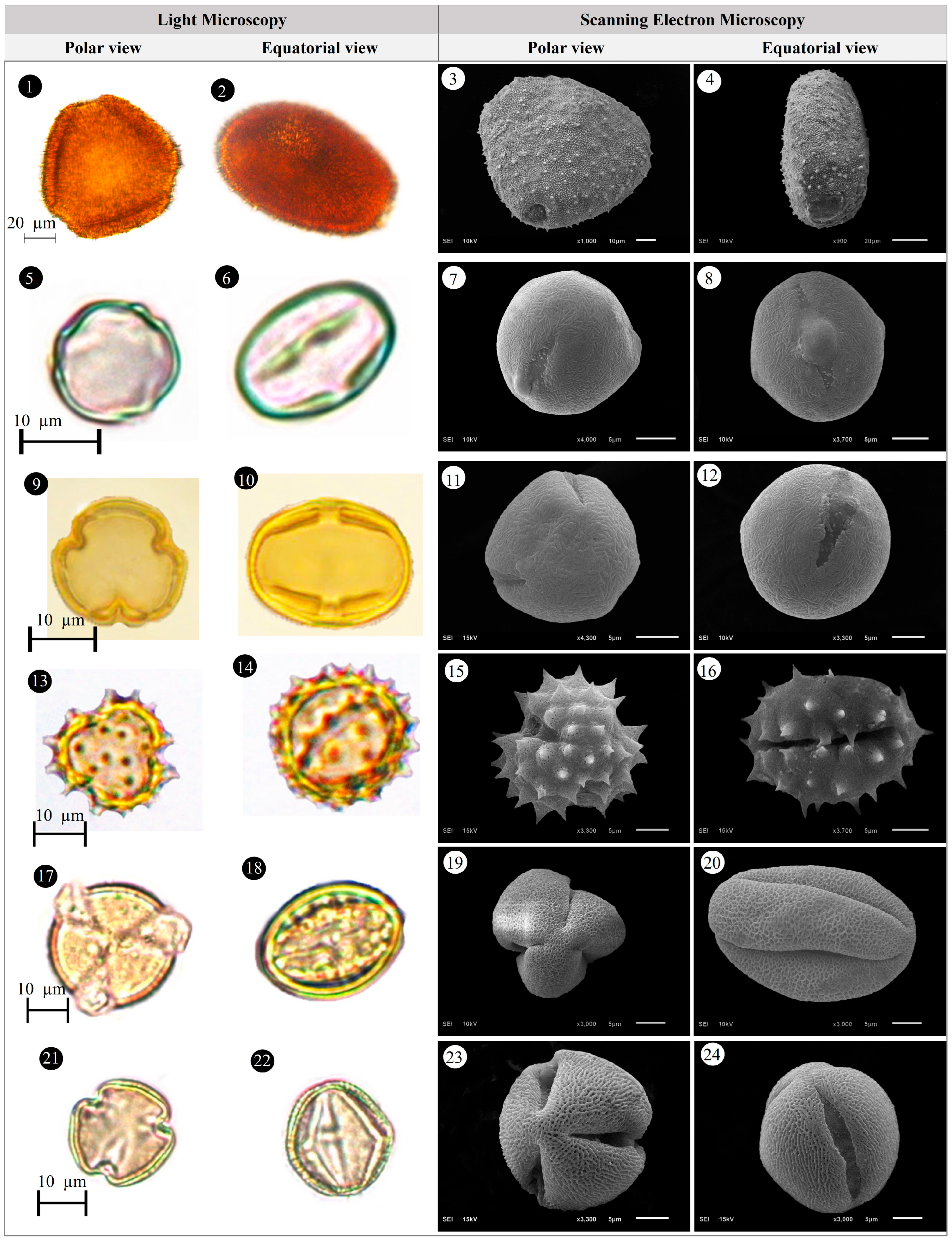 Plants 14 03600 g013 Plants 14 03600 g013