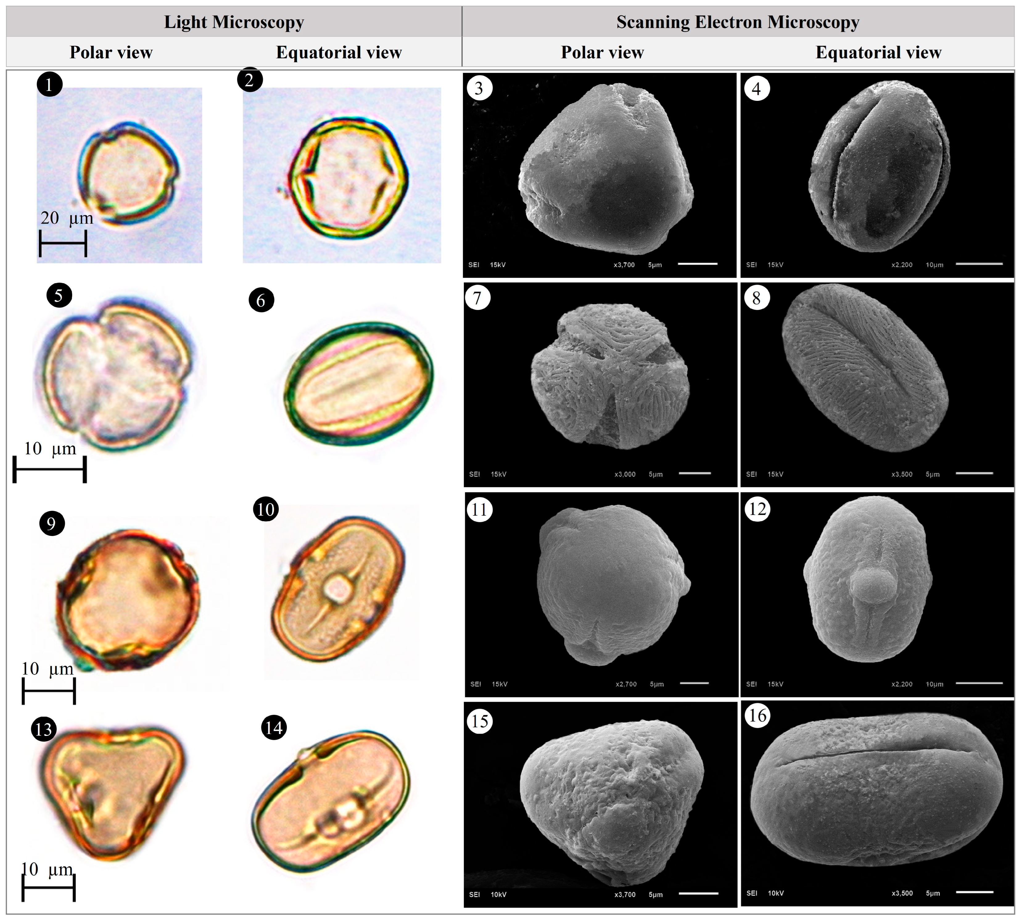 Plants 14 03600 g015 Plants 14 03600 g015