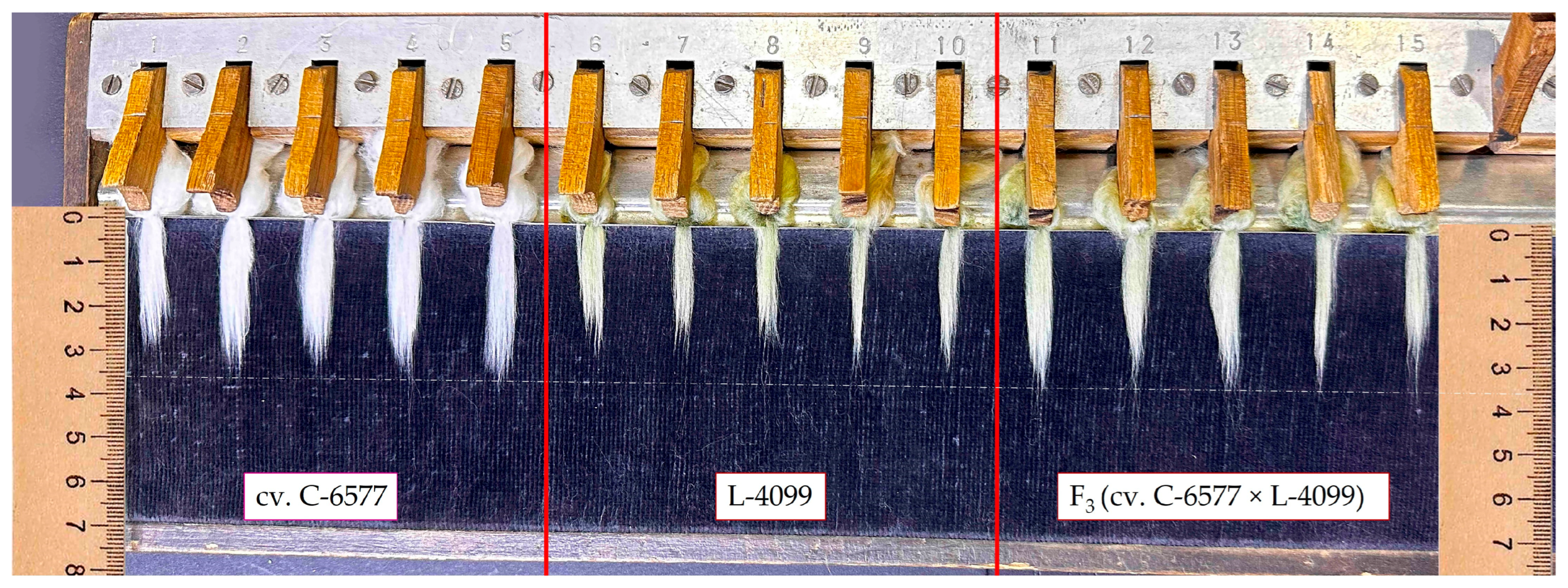 Plants 14 03601 g001