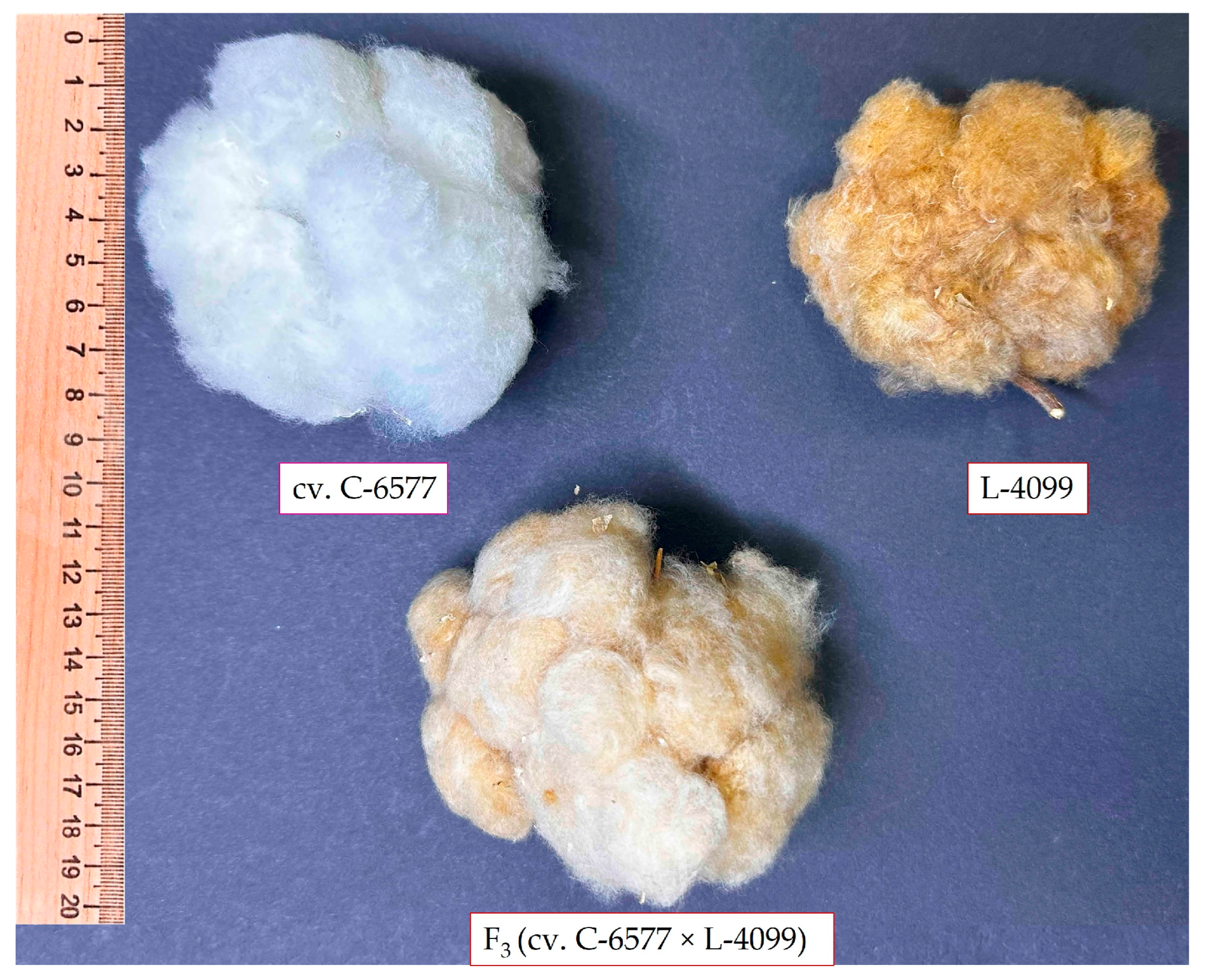 Plants 14 03601 g002