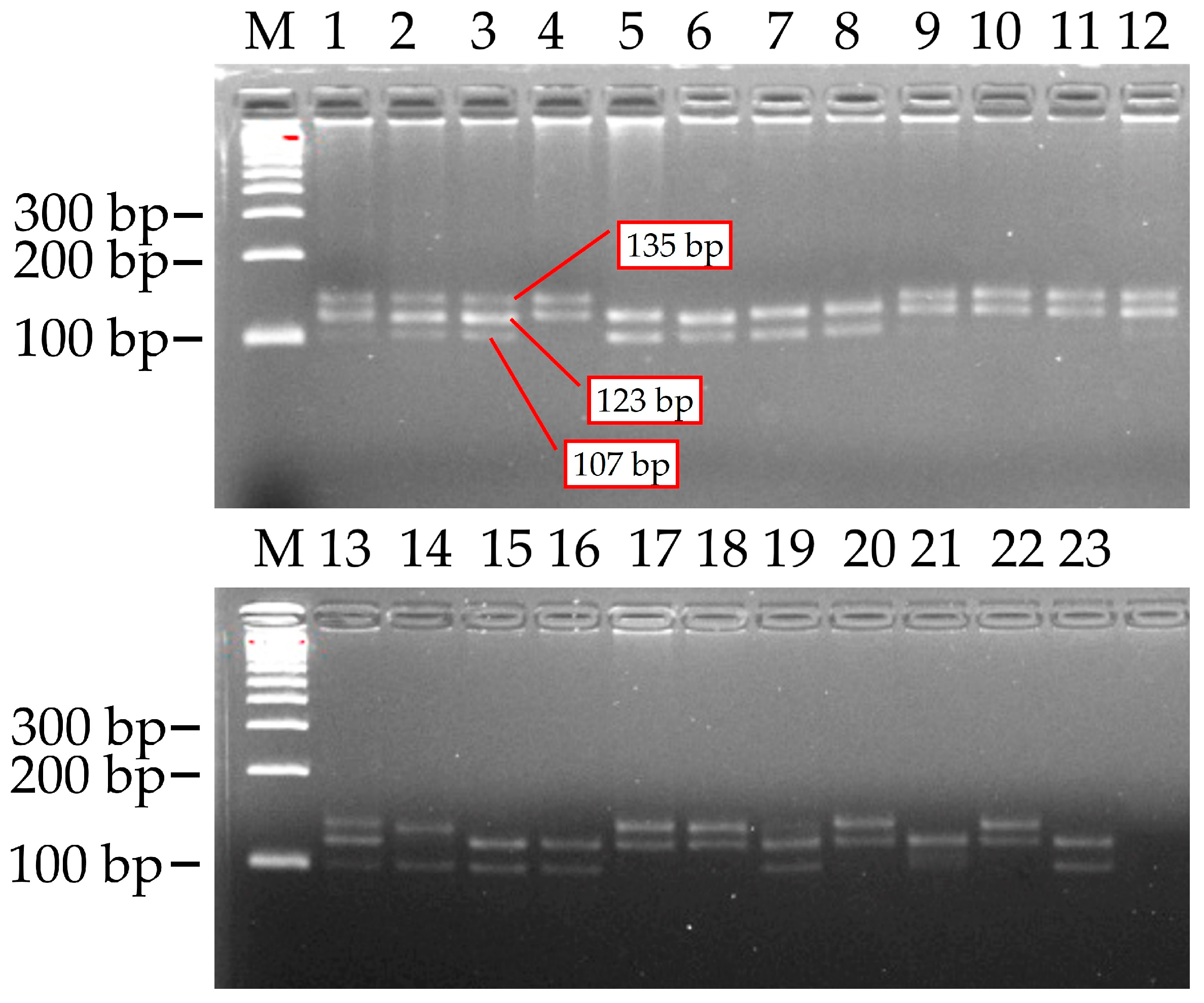 Plants 14 03601 g005