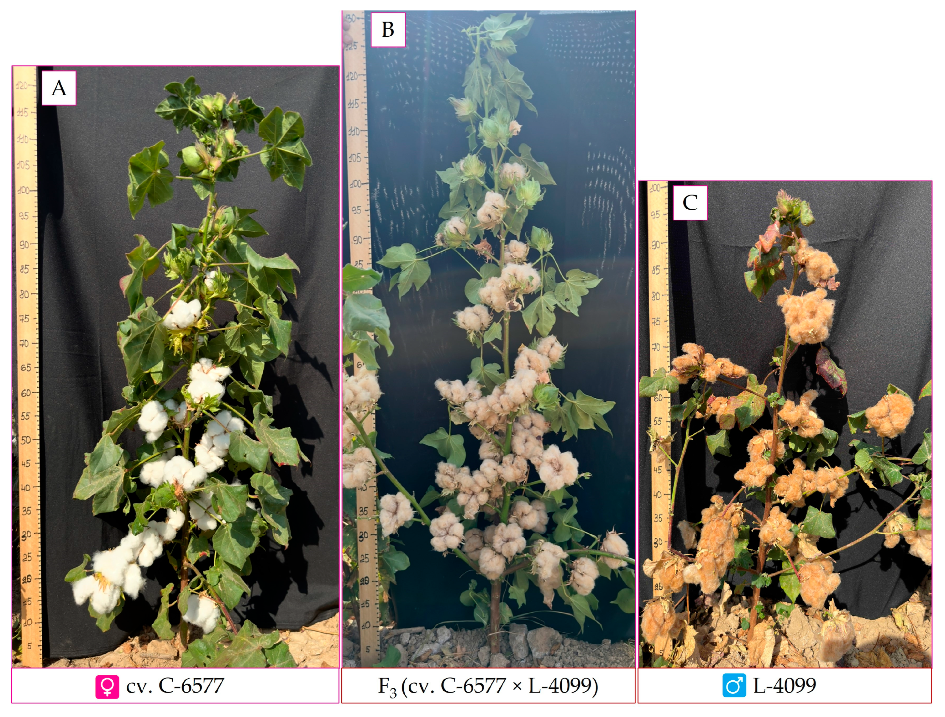 Plants 14 03601 g007