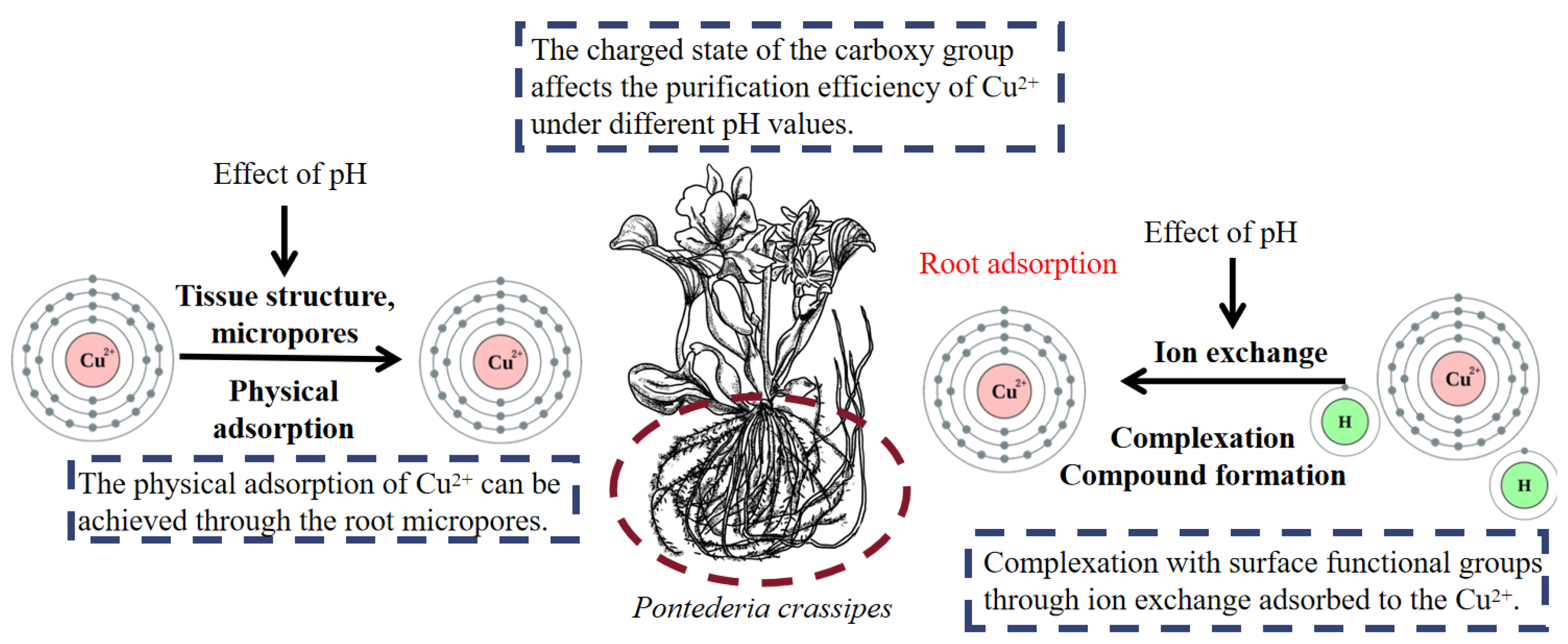 Plants 14 03604 g004