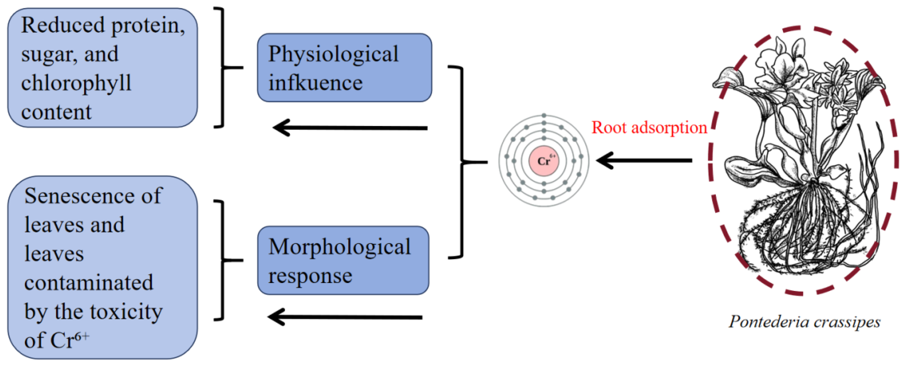Plants 14 03604 g005