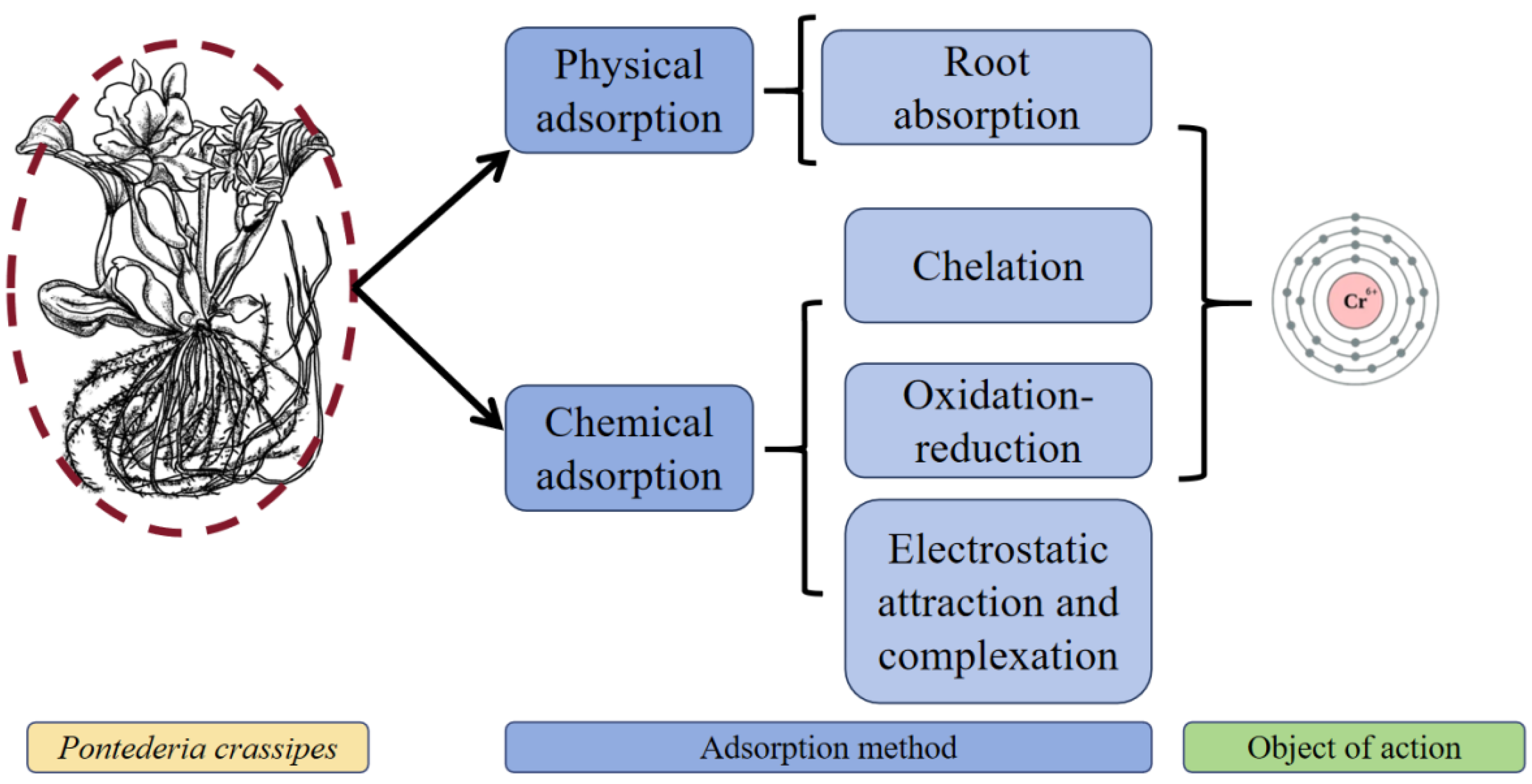 Plants 14 03604 g006