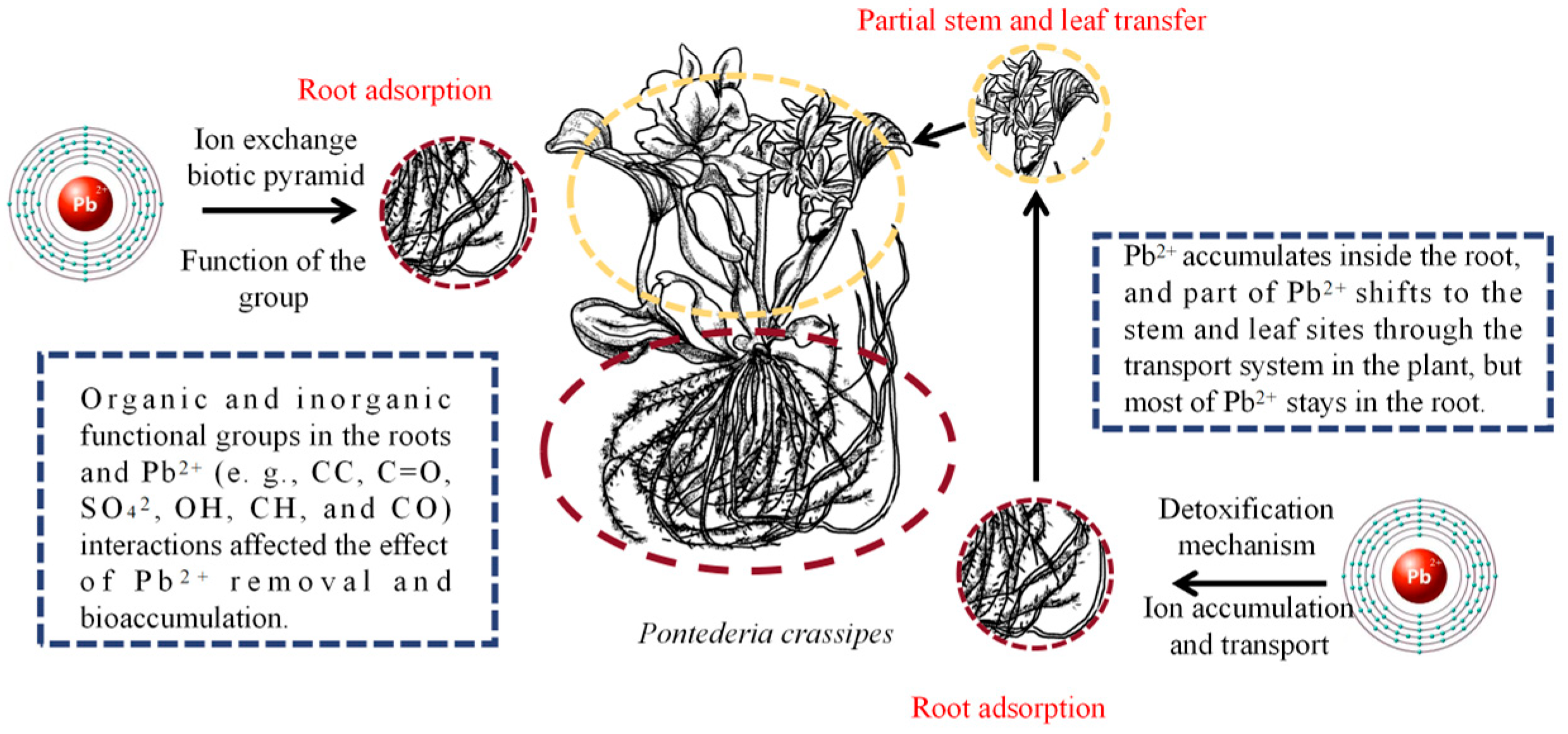 Plants 14 03604 g007