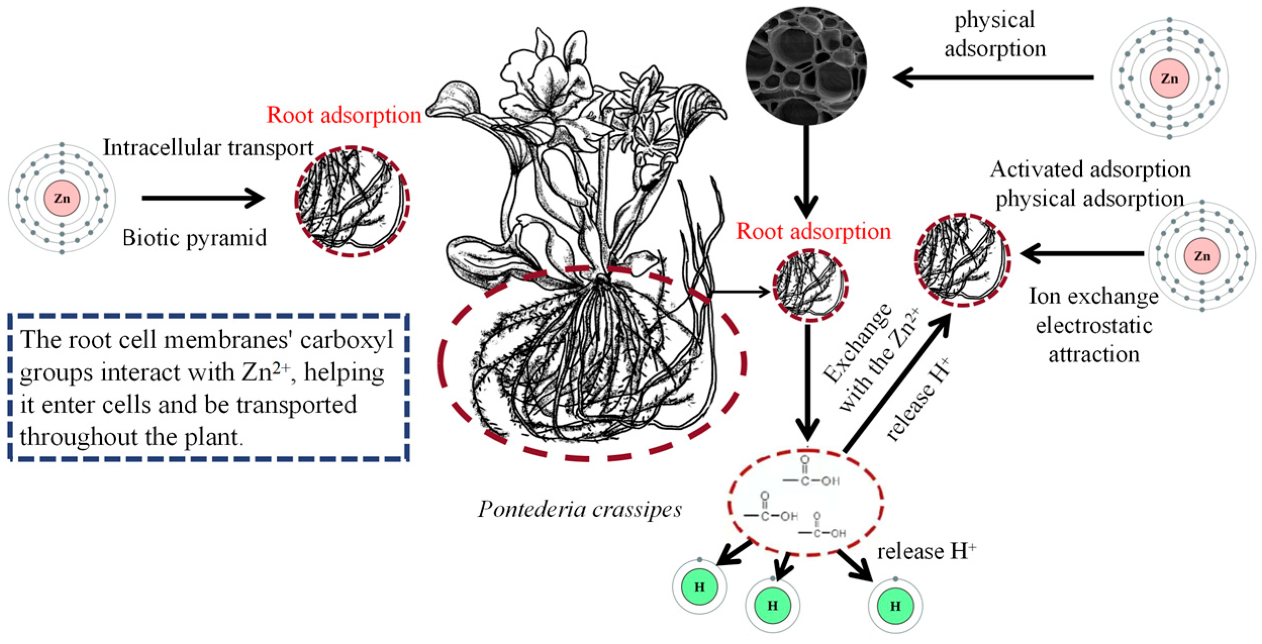 Plants 14 03604 g008