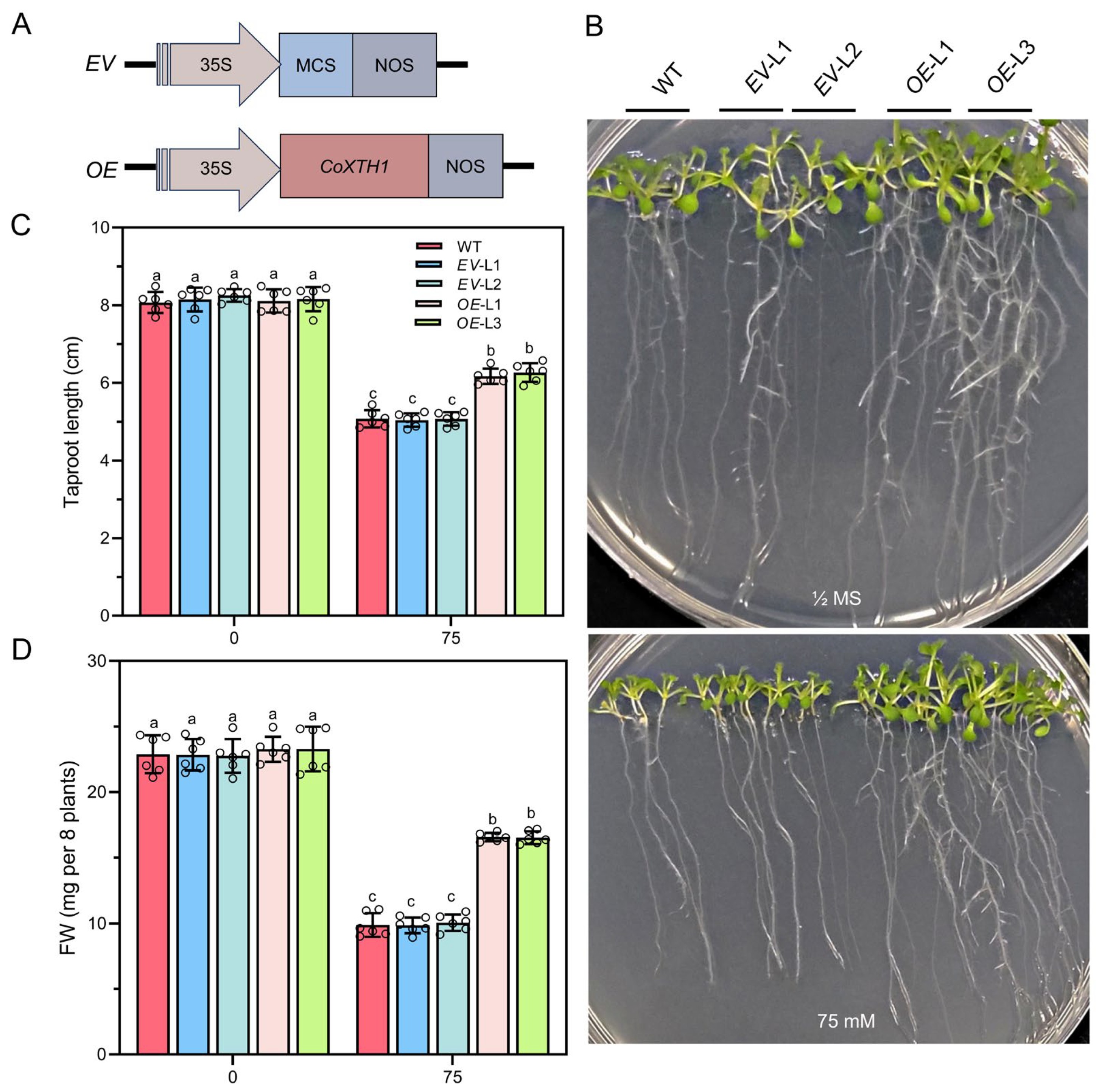 Plants 14 03605 g006 Plants 14 03605 g006