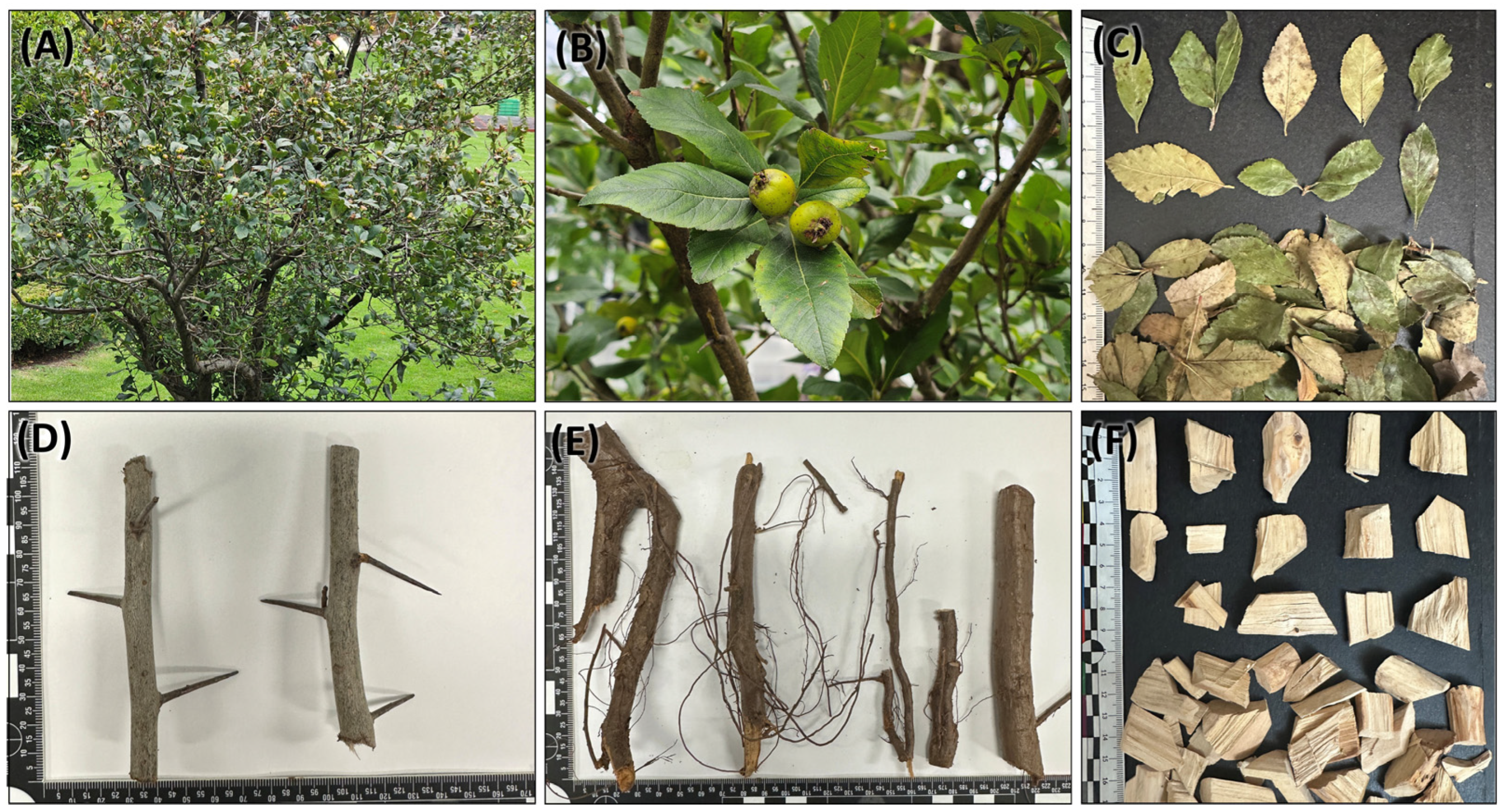 Plants 14 03607 g001 Plants 14 03607 g001