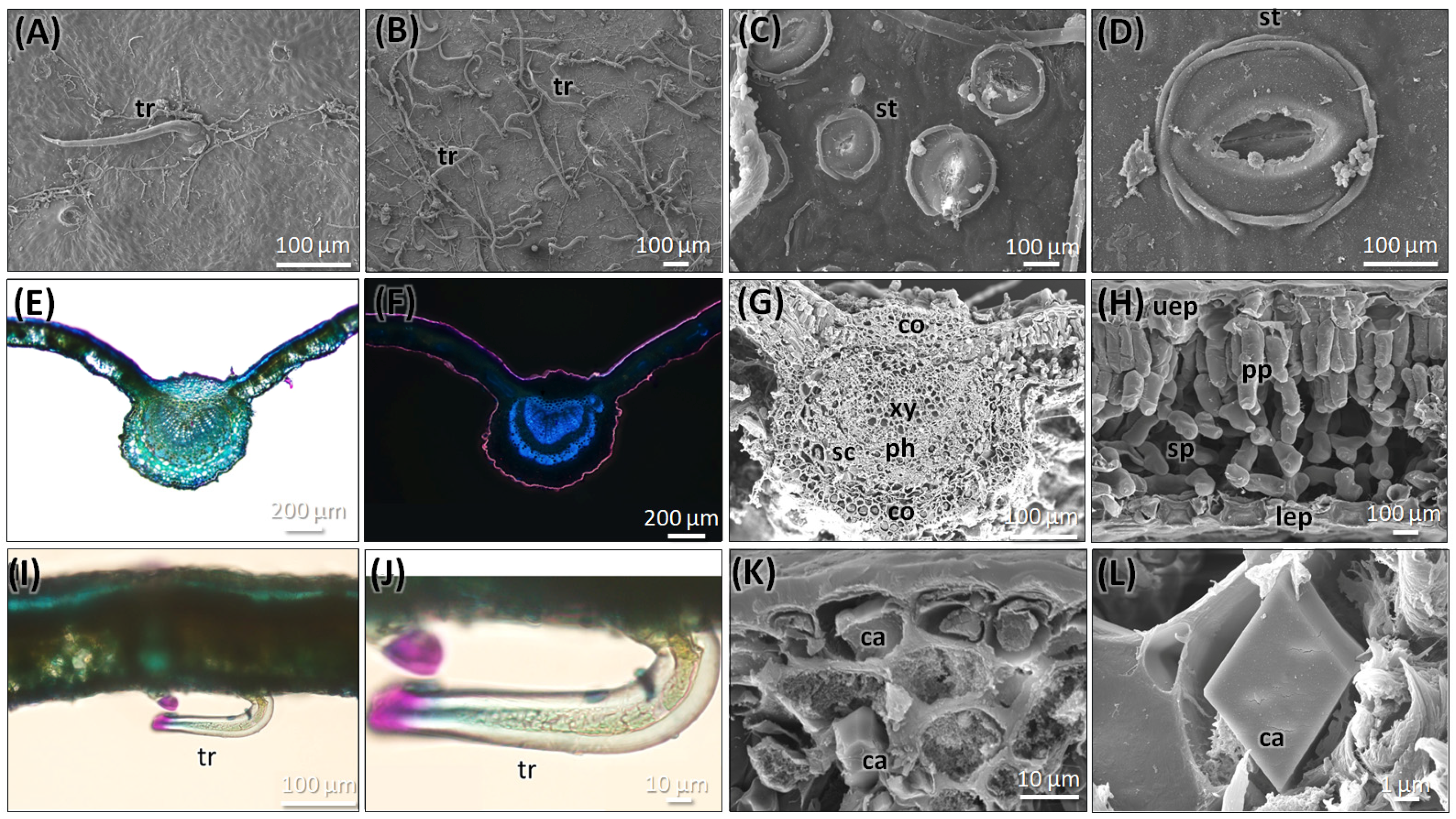 Plants 14 03607 g002 Plants 14 03607 g002