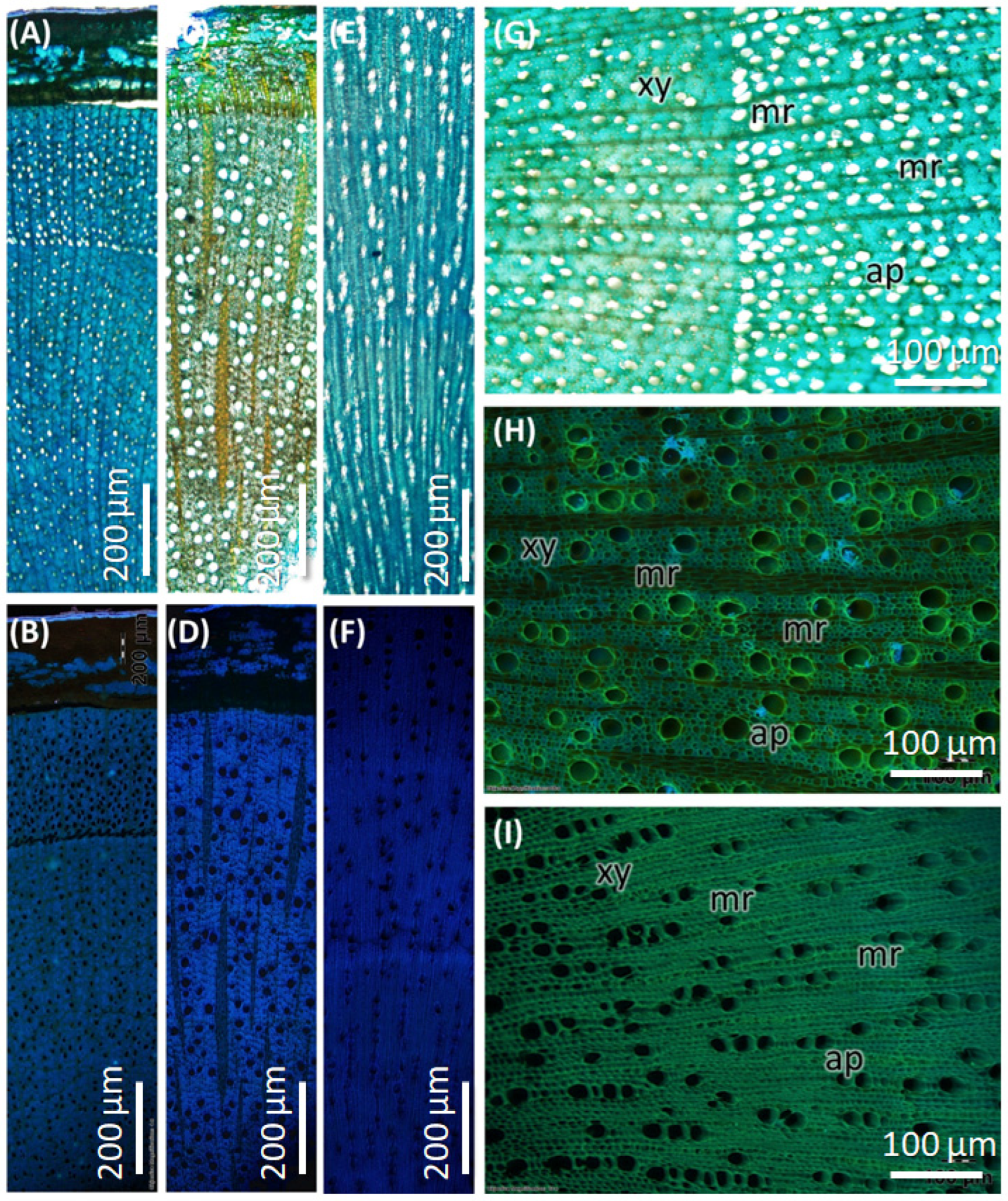 Plants 14 03607 g003 Plants 14 03607 g003