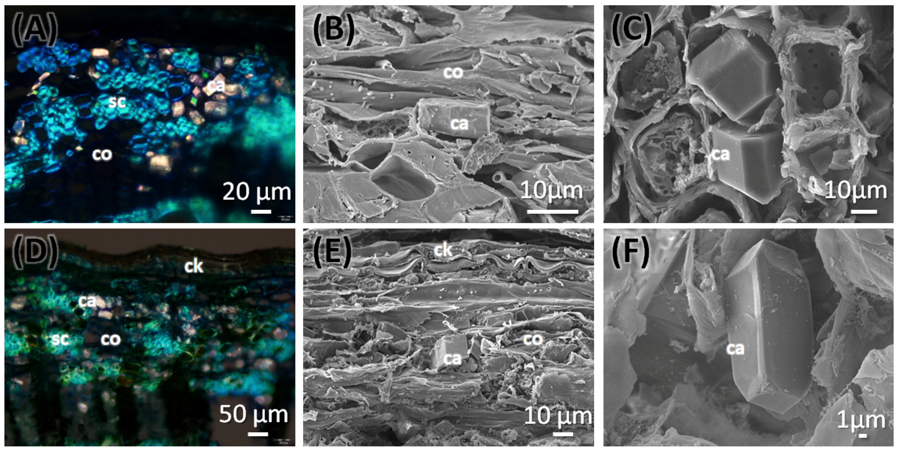 Plants 14 03607 g004 Plants 14 03607 g004