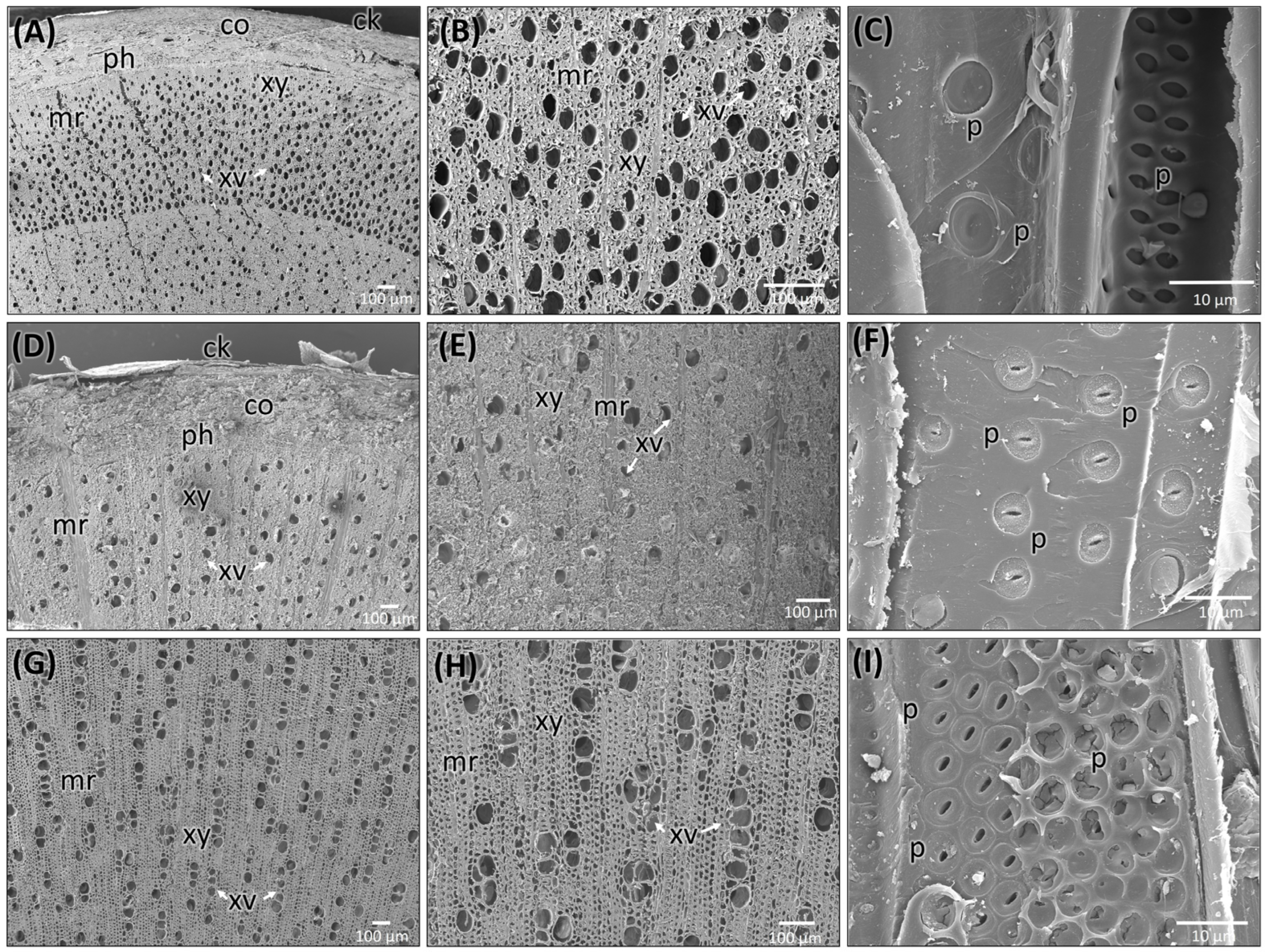 Plants 14 03607 g005 Plants 14 03607 g005