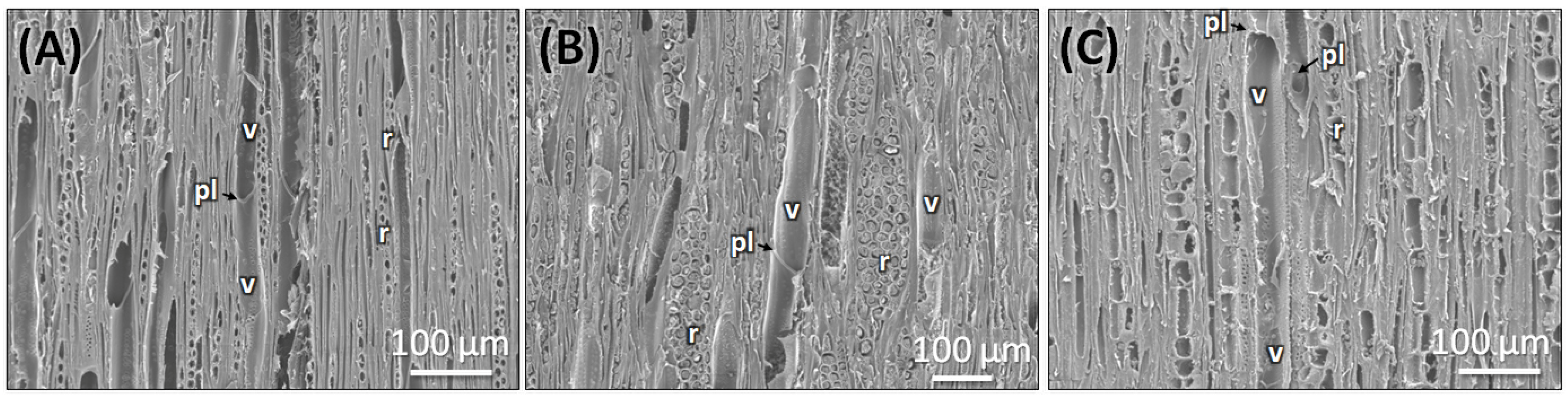 Plants 14 03607 g006 Plants 14 03607 g006