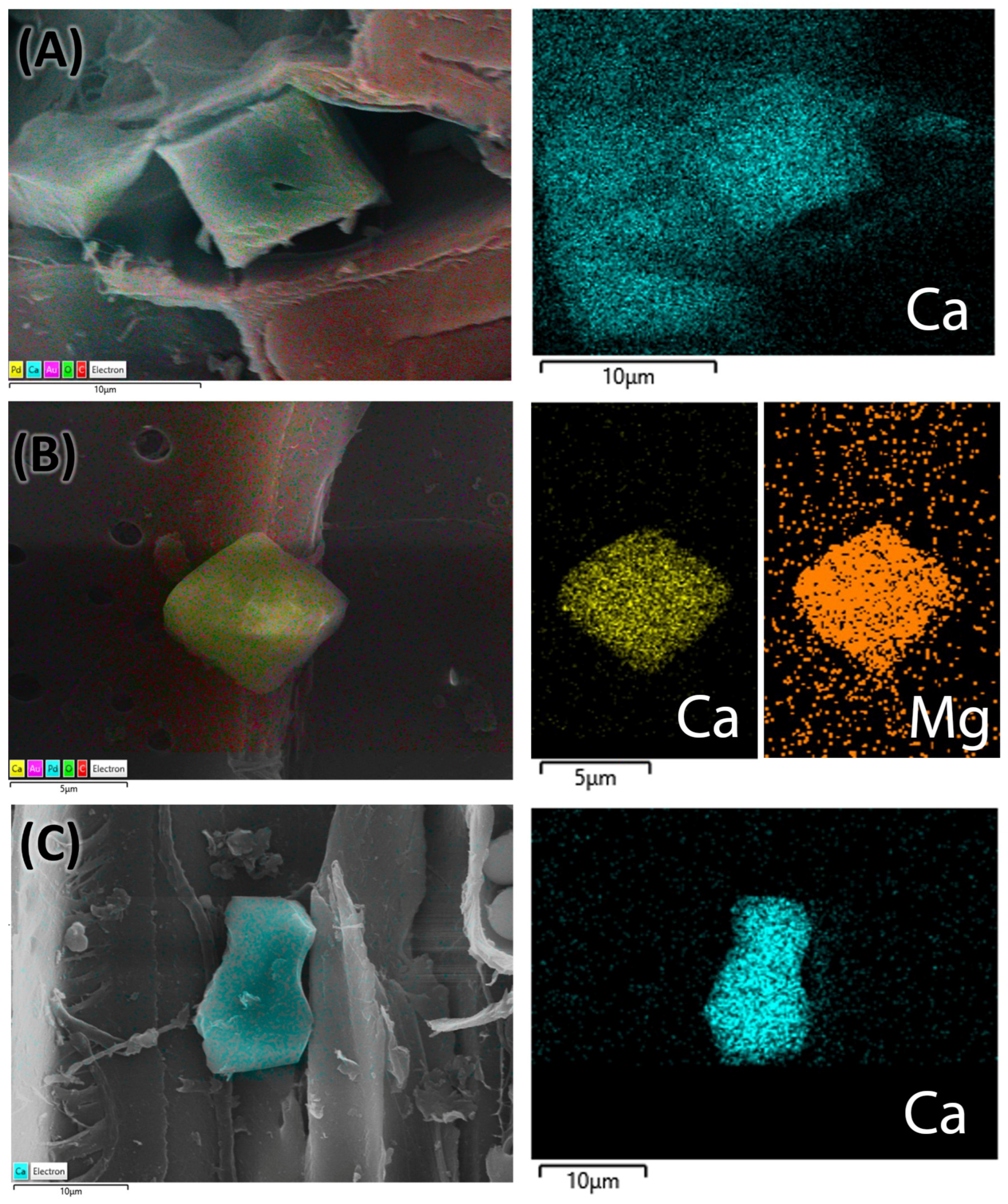 Plants 14 03607 g007 Plants 14 03607 g007