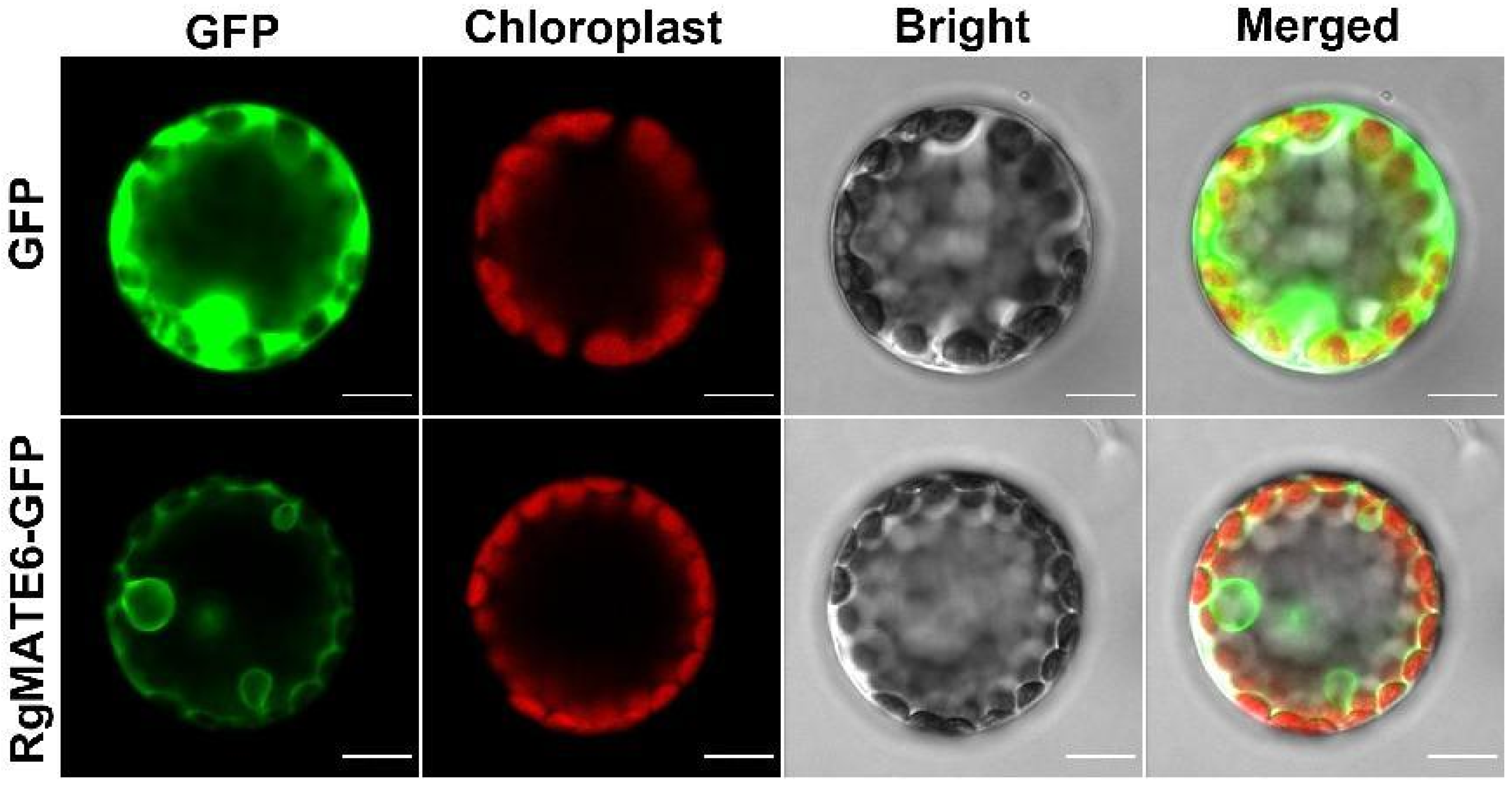 Plants 14 03608 g004 Plants 14 03608 g004