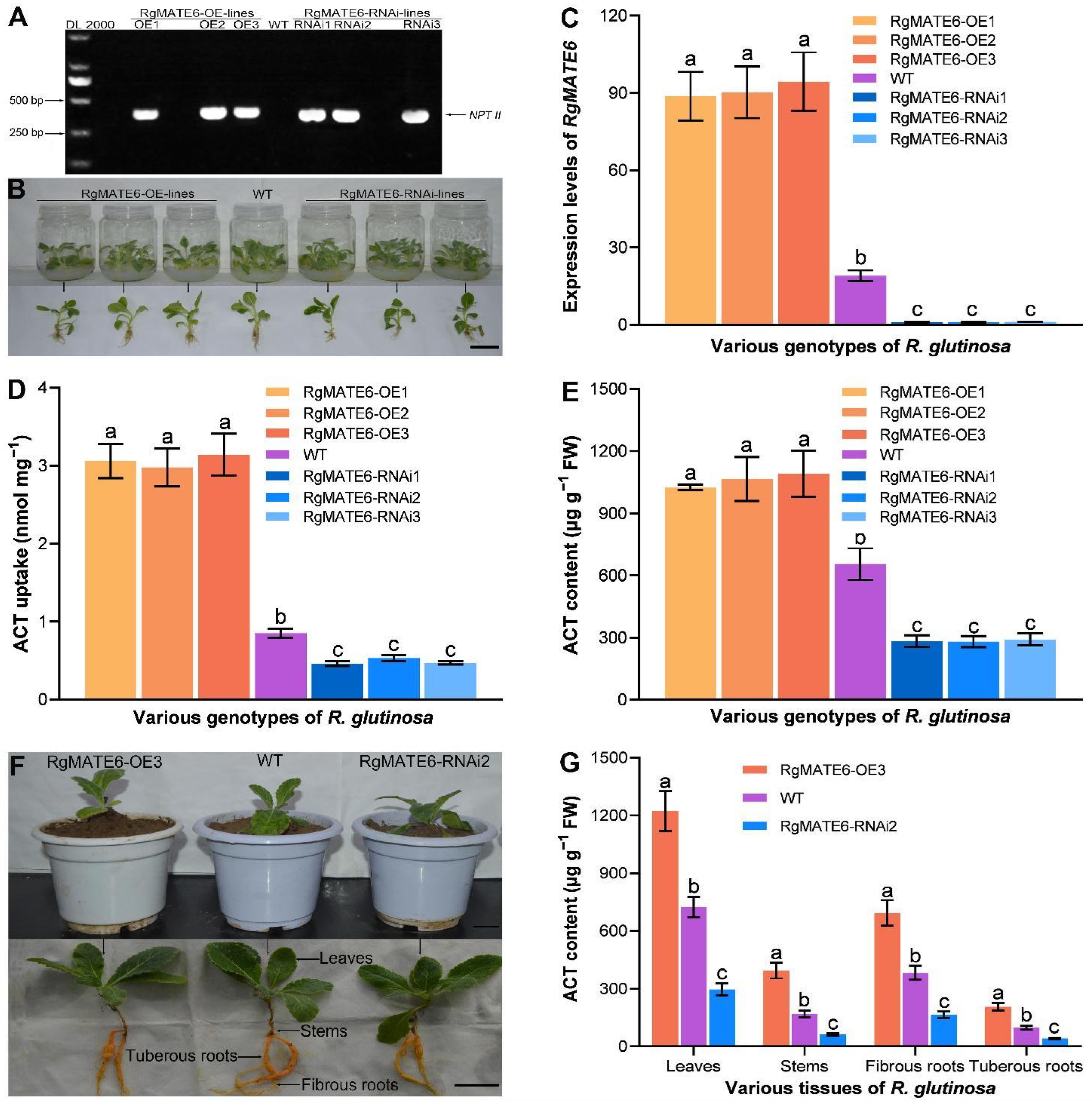 Plants 14 03608 g006 Plants 14 03608 g006