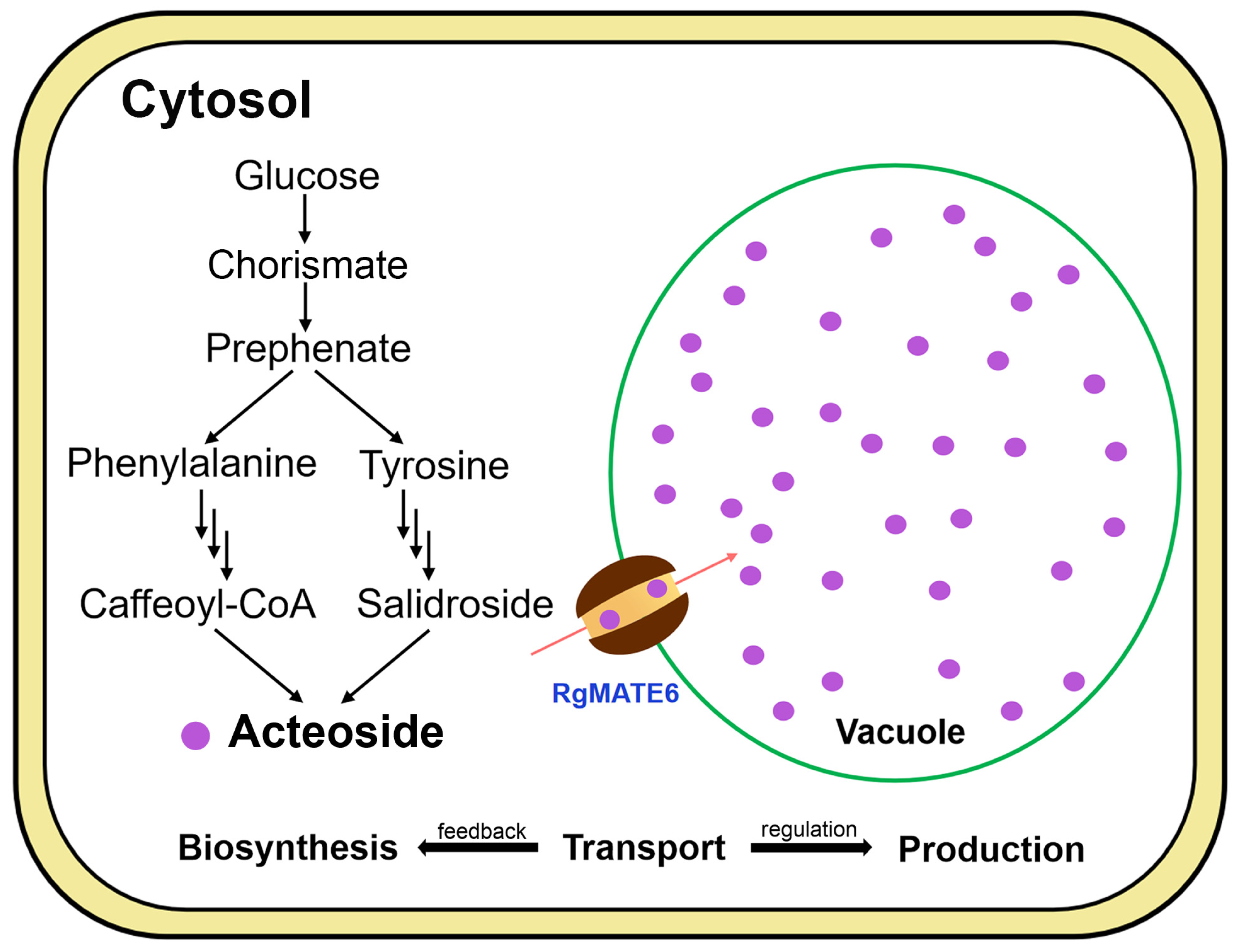 Plants 14 03608 g008 Plants 14 03608 g008