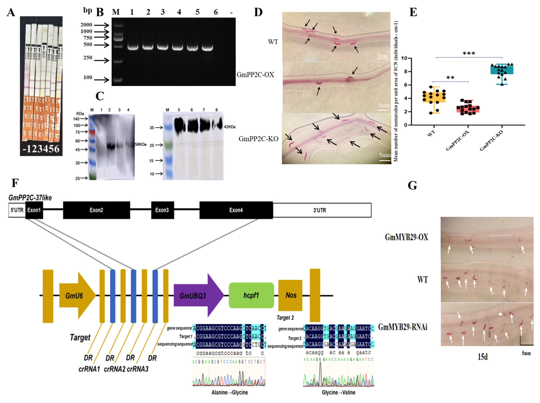 Plants 14 03612 g005