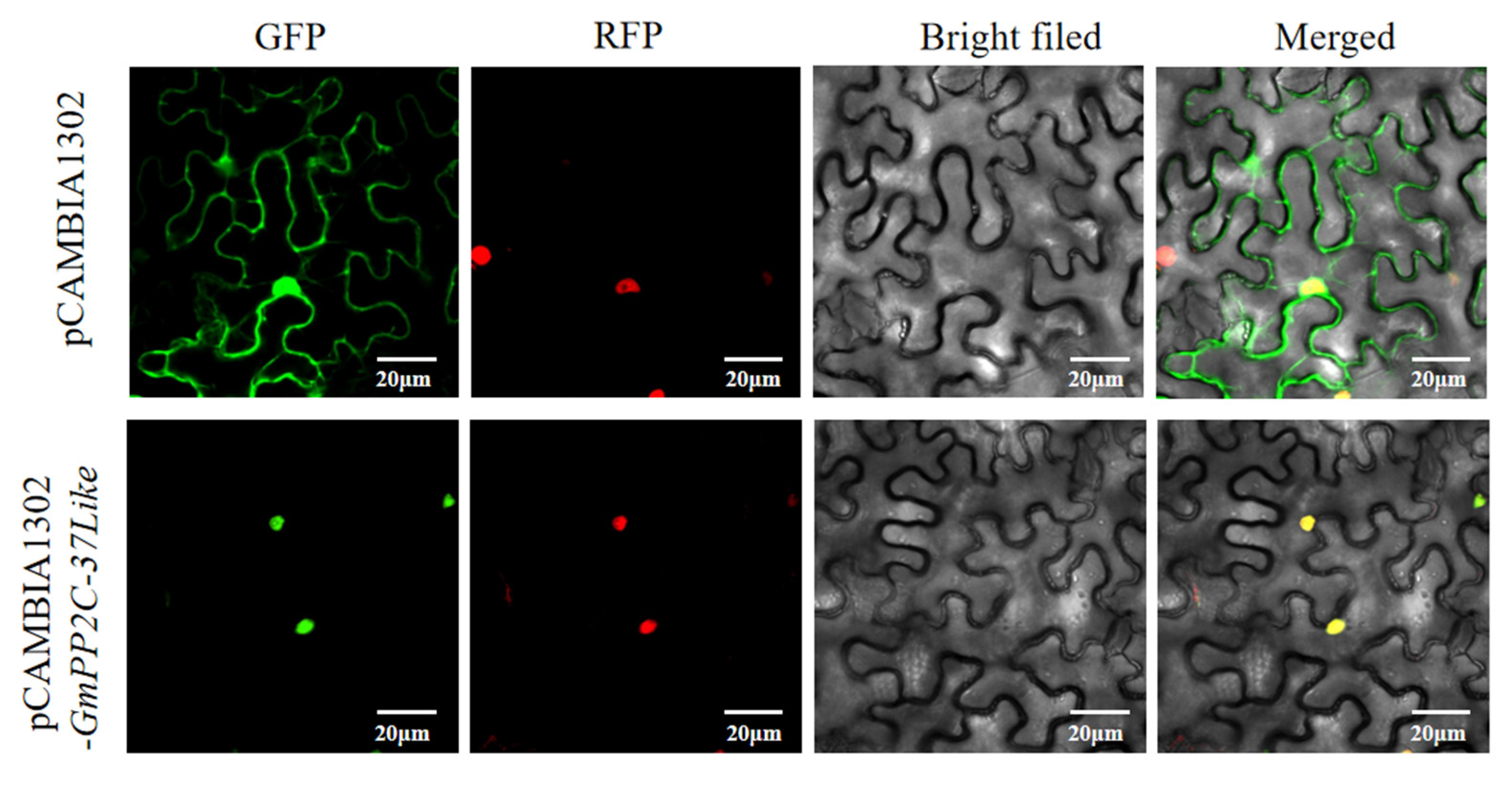 Plants 14 03612 g006