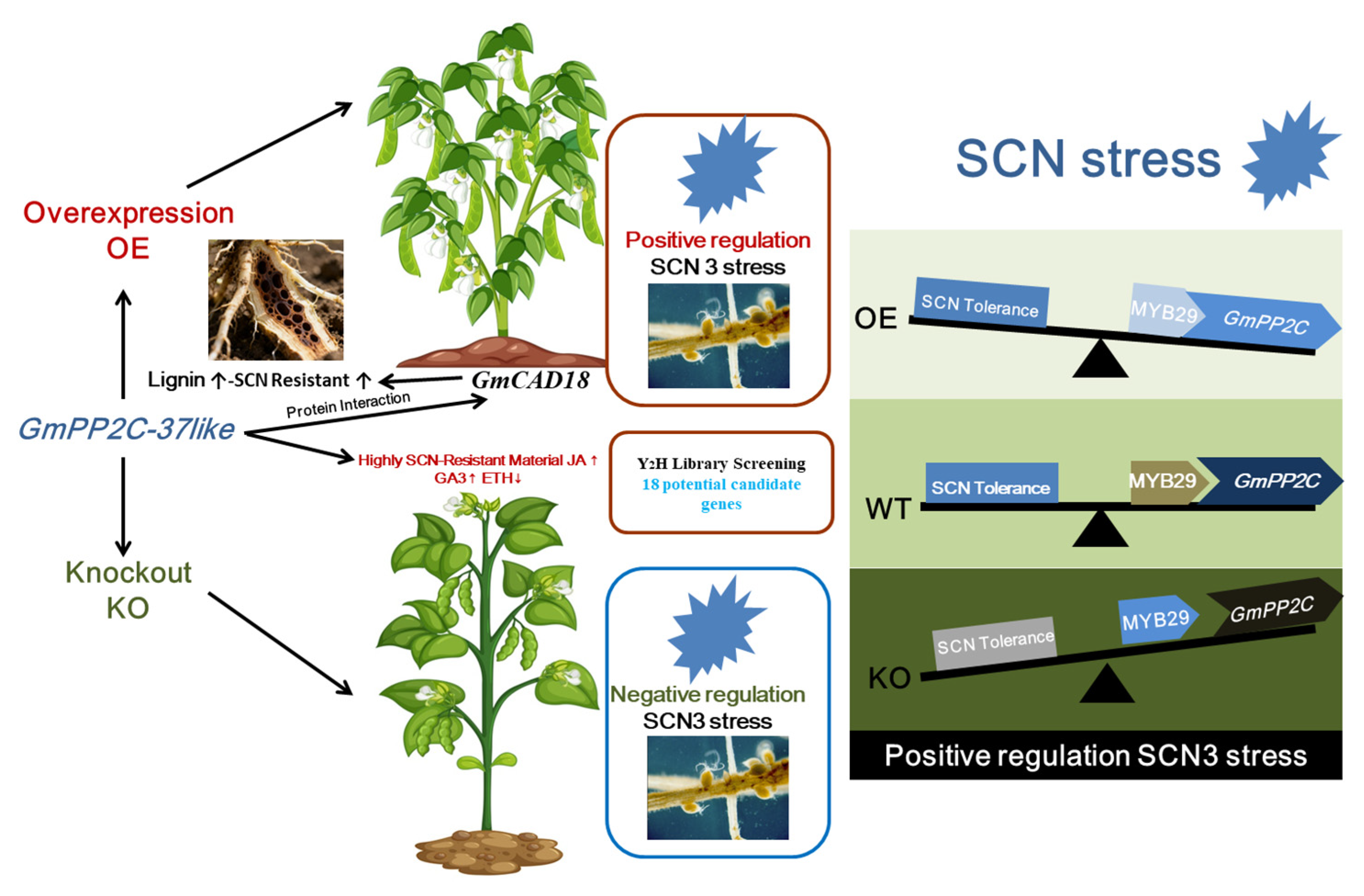 Plants 14 03612 g008