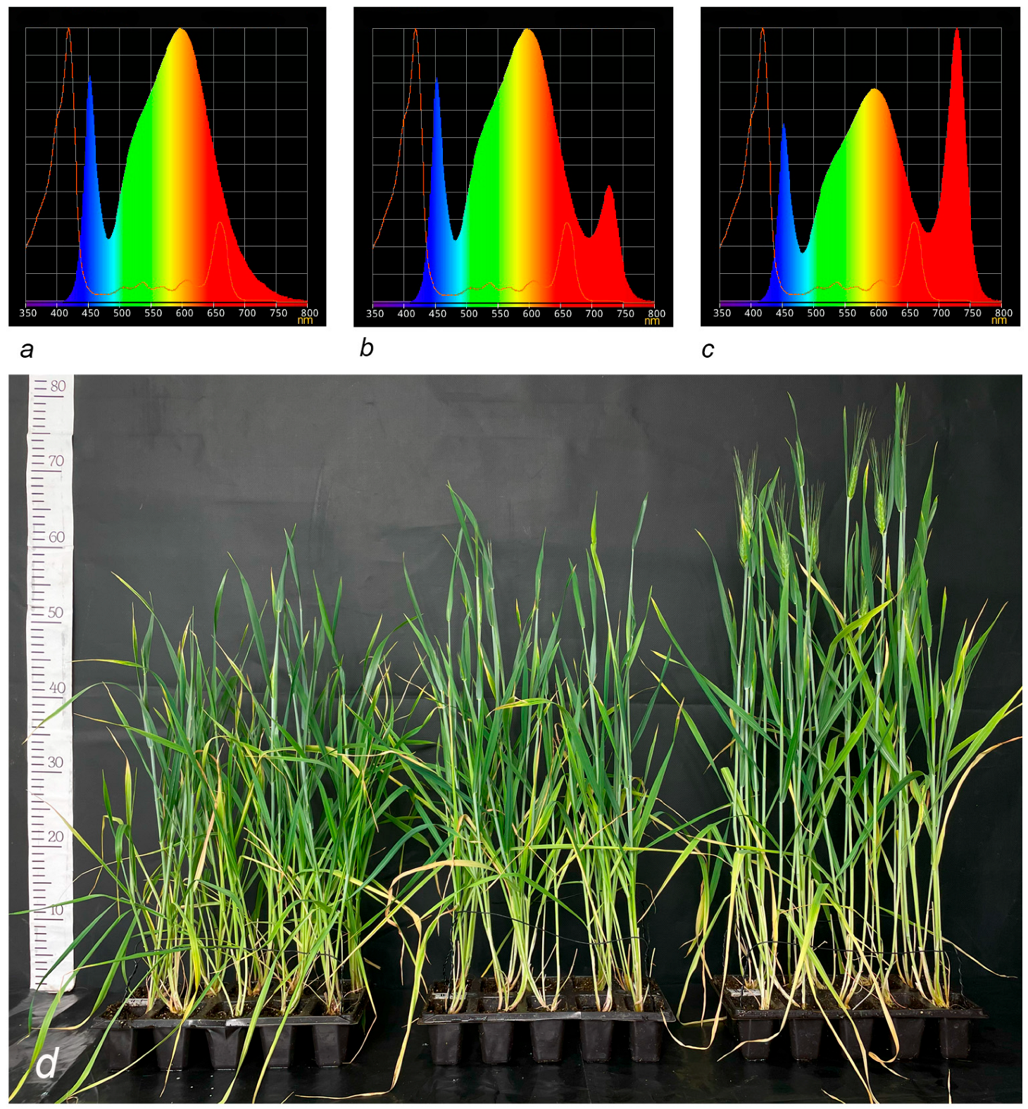 Plants 14 03614 g001