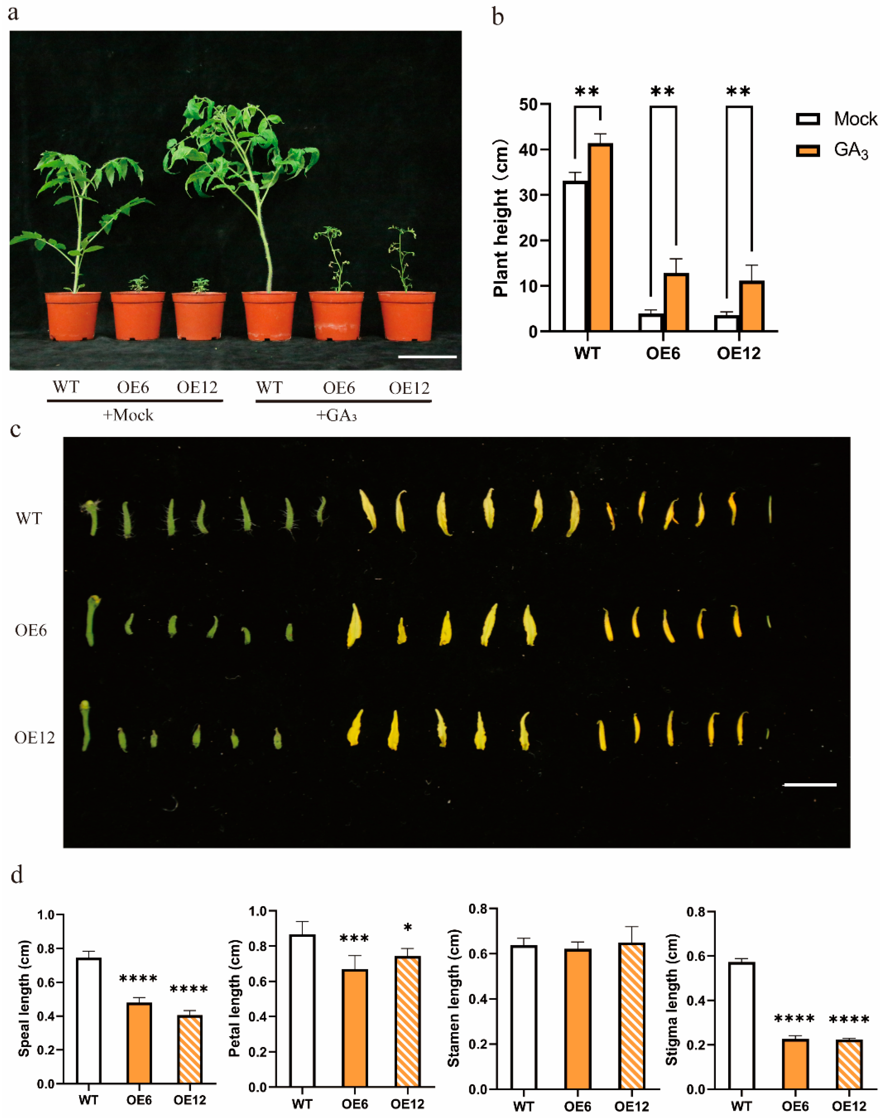 Plants 14 03617 g005