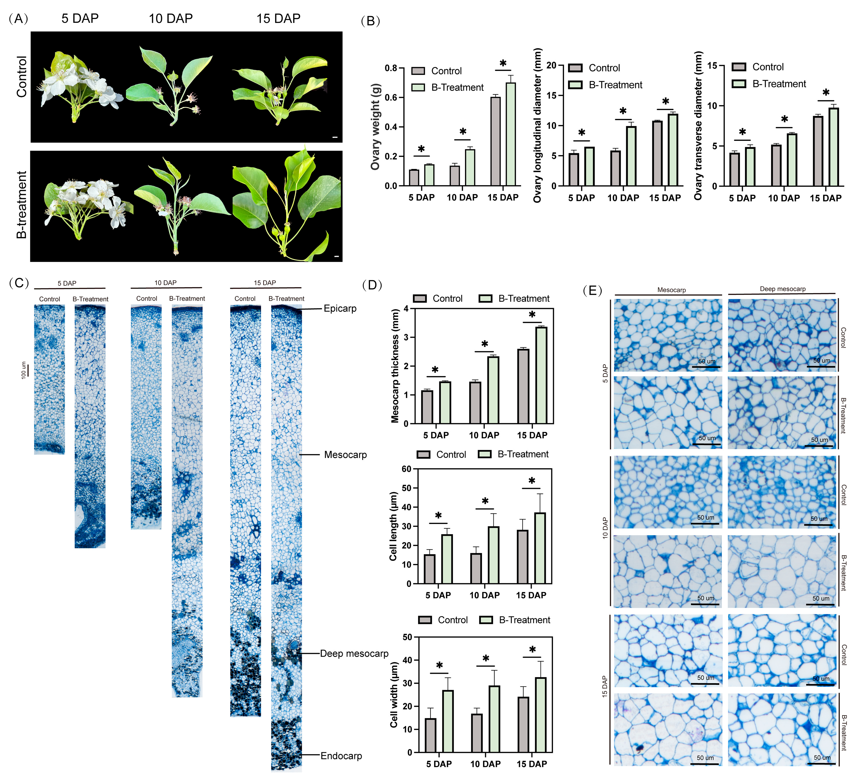 Plants 14 03619 g001