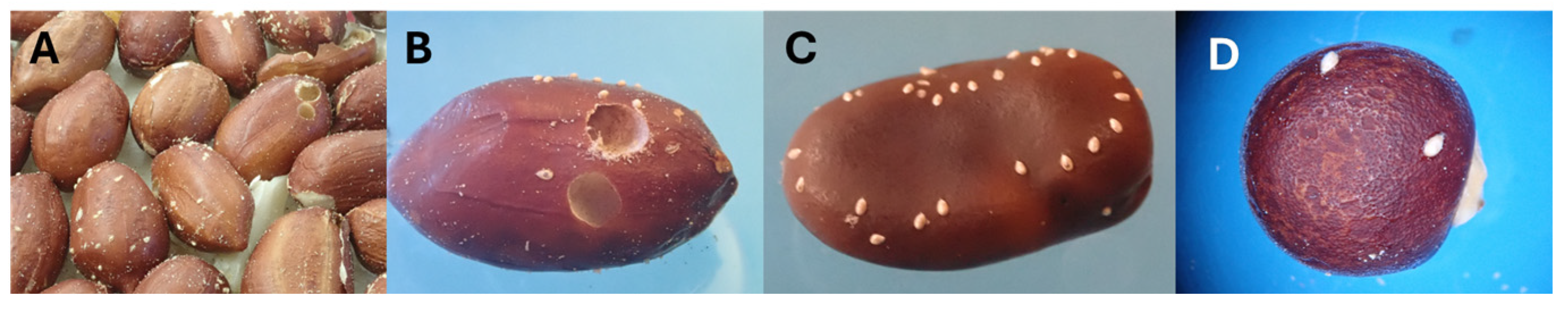 Plants 14 03620 g002