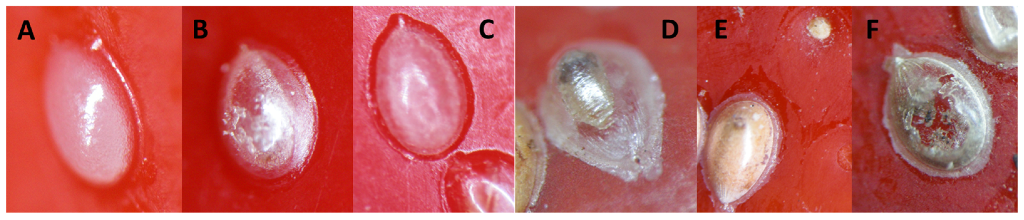 Plants 14 03620 g0a1
