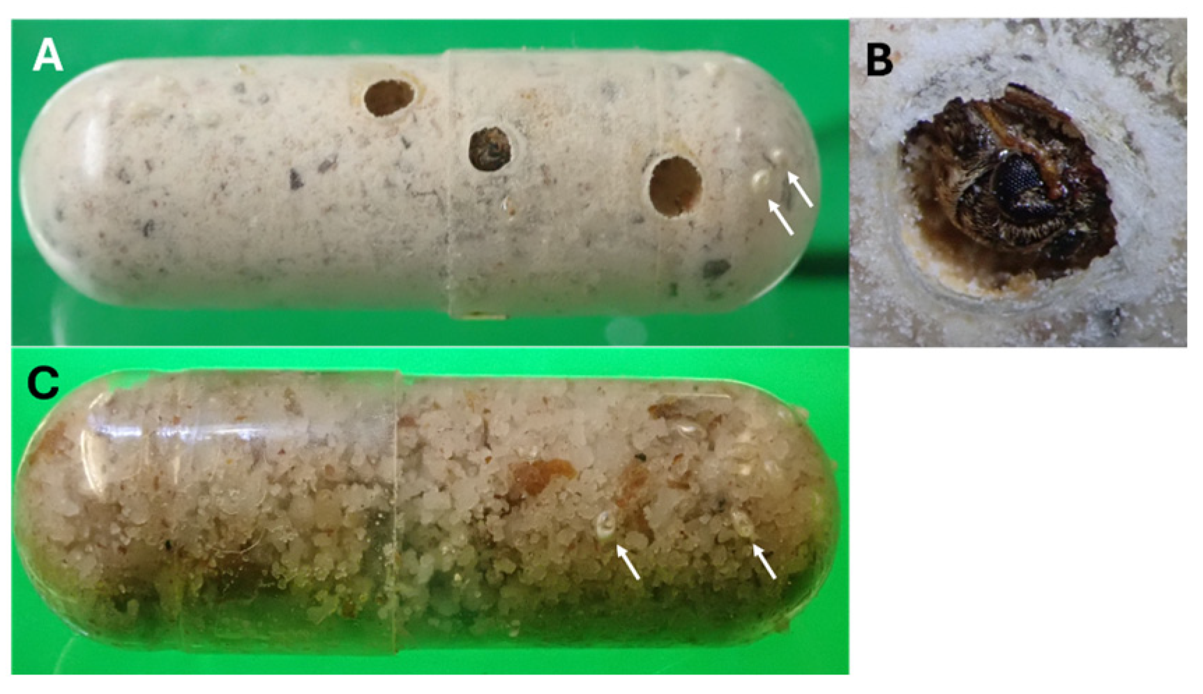 Plants 14 03620 g0a2