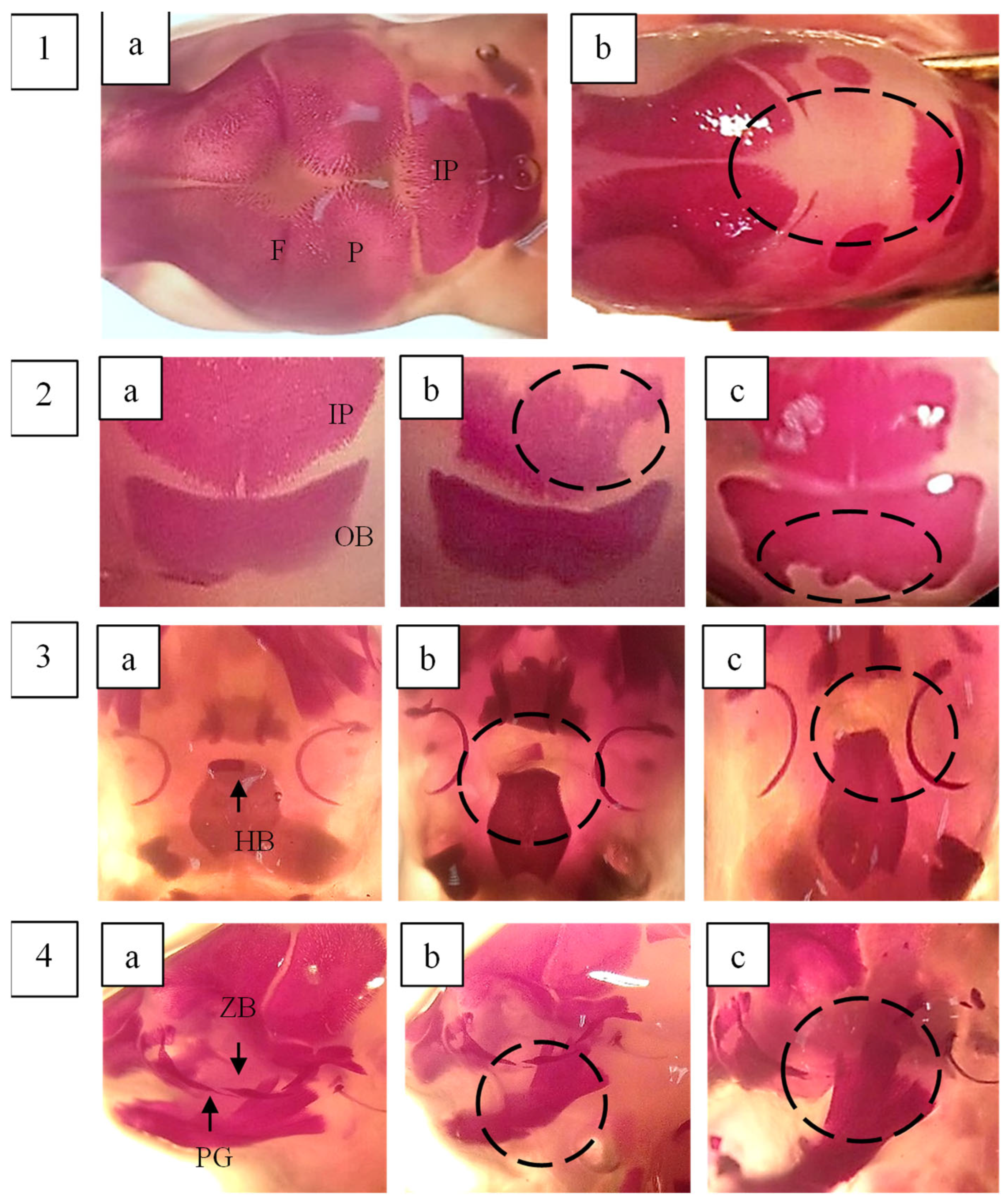 Plants 14 03623 g007