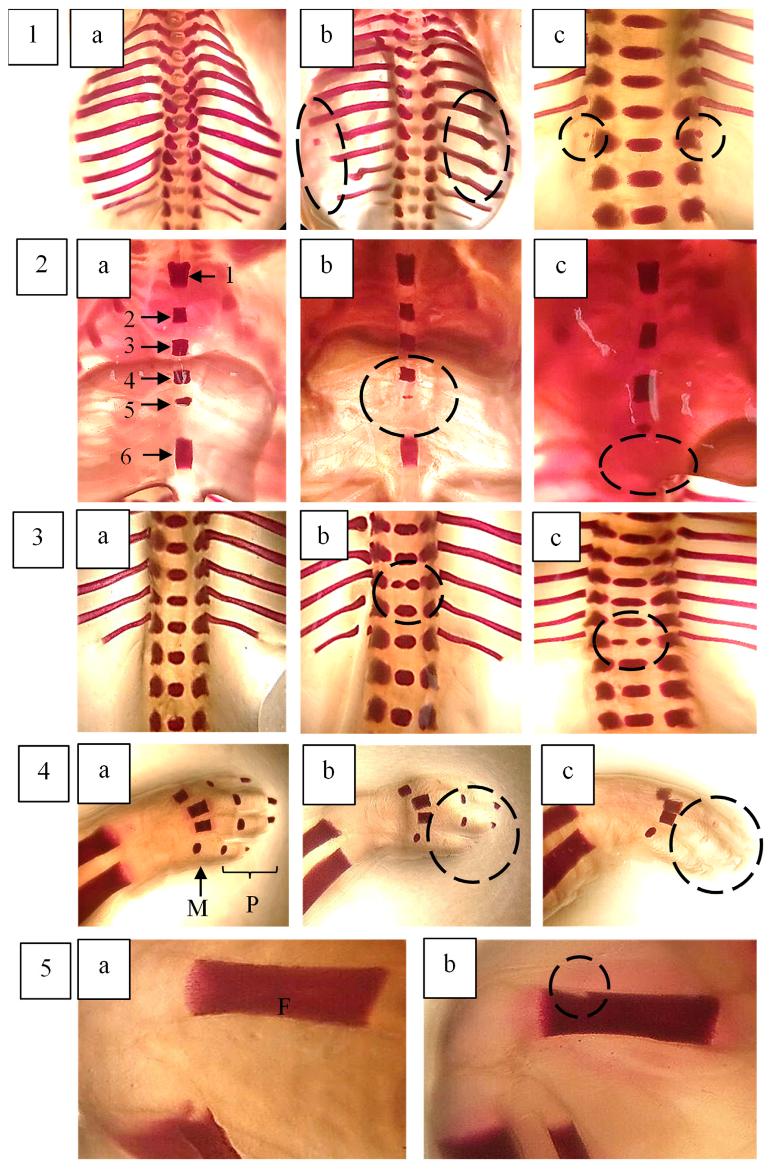 Plants 14 03623 g008